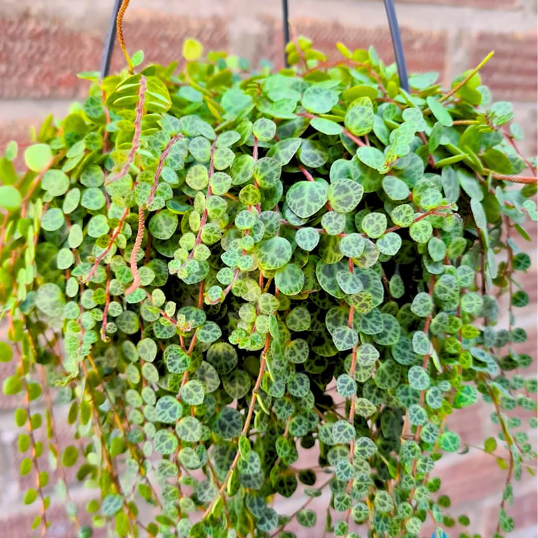 String of Turtles Live Plants, Easy Indoor Trailing Succulent in 2.5" Pot, Hanging Succulent Houseplant Indoor Outdoor Planting