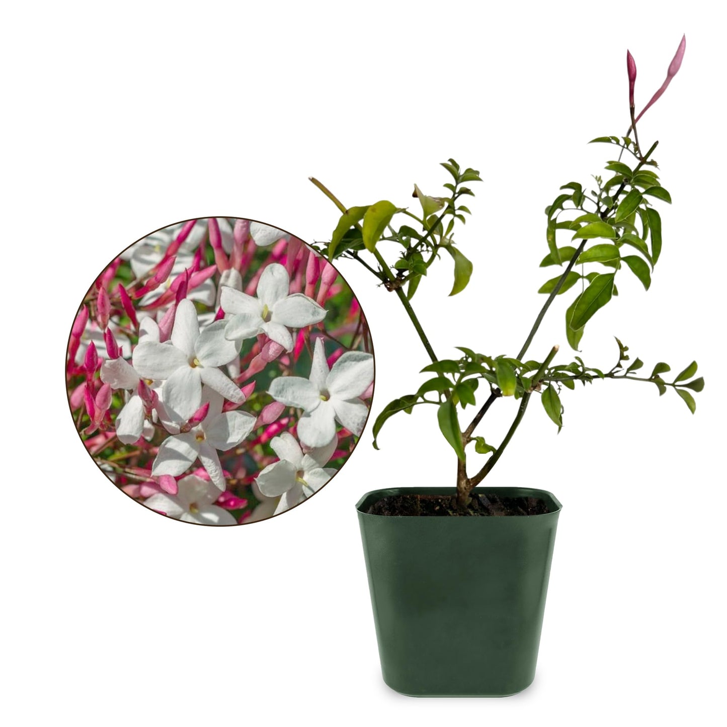Generic Mini Pink Jasmine Vine, Fragrant and Live Houseplant, 2 Inch Pot, Jasminum Polyanthum (5)