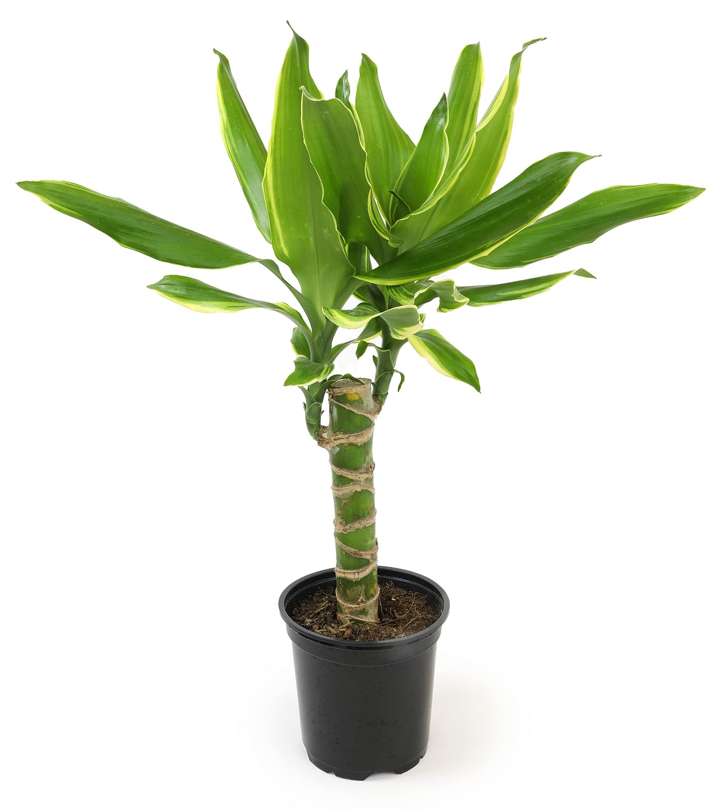 Dracaena Steudneri Moonlight 4 Pack House Plant, 4 Inch Pots for Plants, Dragon Tree Plants for Delivery Prime, Low Light House Plants, Live Plants Indoor Plants Live Houseplants by Plants for Pets