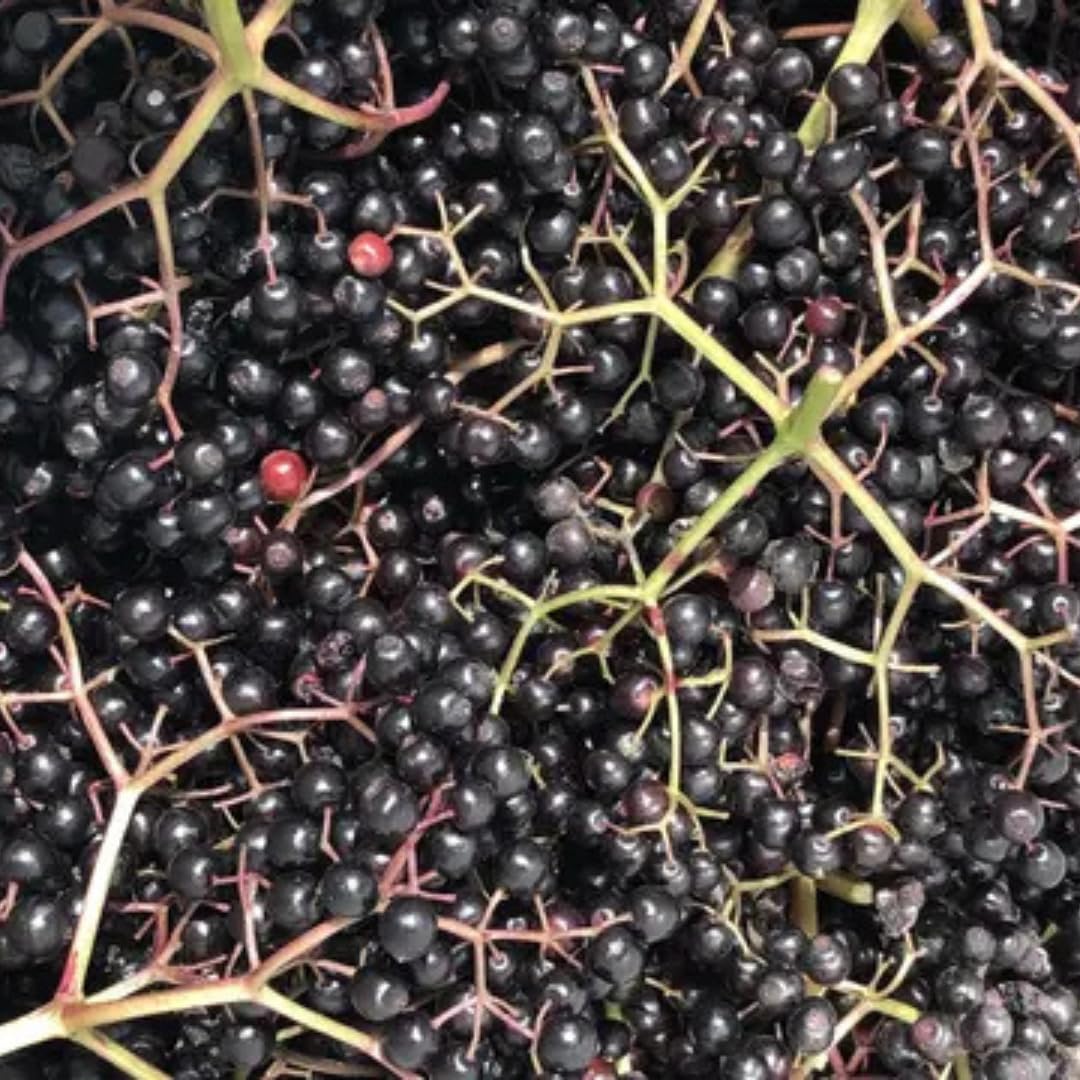 2 Elderberry Bushes Live Plants, 9 Months Old 5-9" in Tall Seedling, Elderberry Plants Live for Planting, Cold Hardy, Zones 3-8