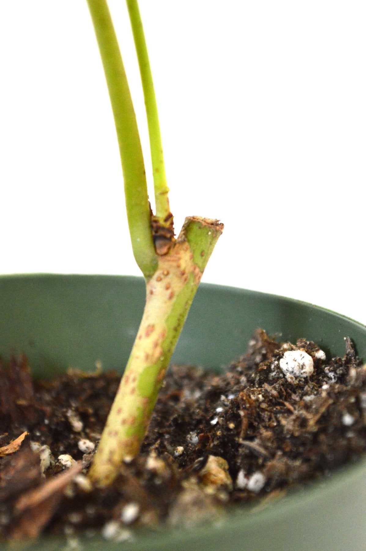 Dwarf Everbearing Mulberry Plant - Morus nigra - Sweet Fruit - 4" Pot