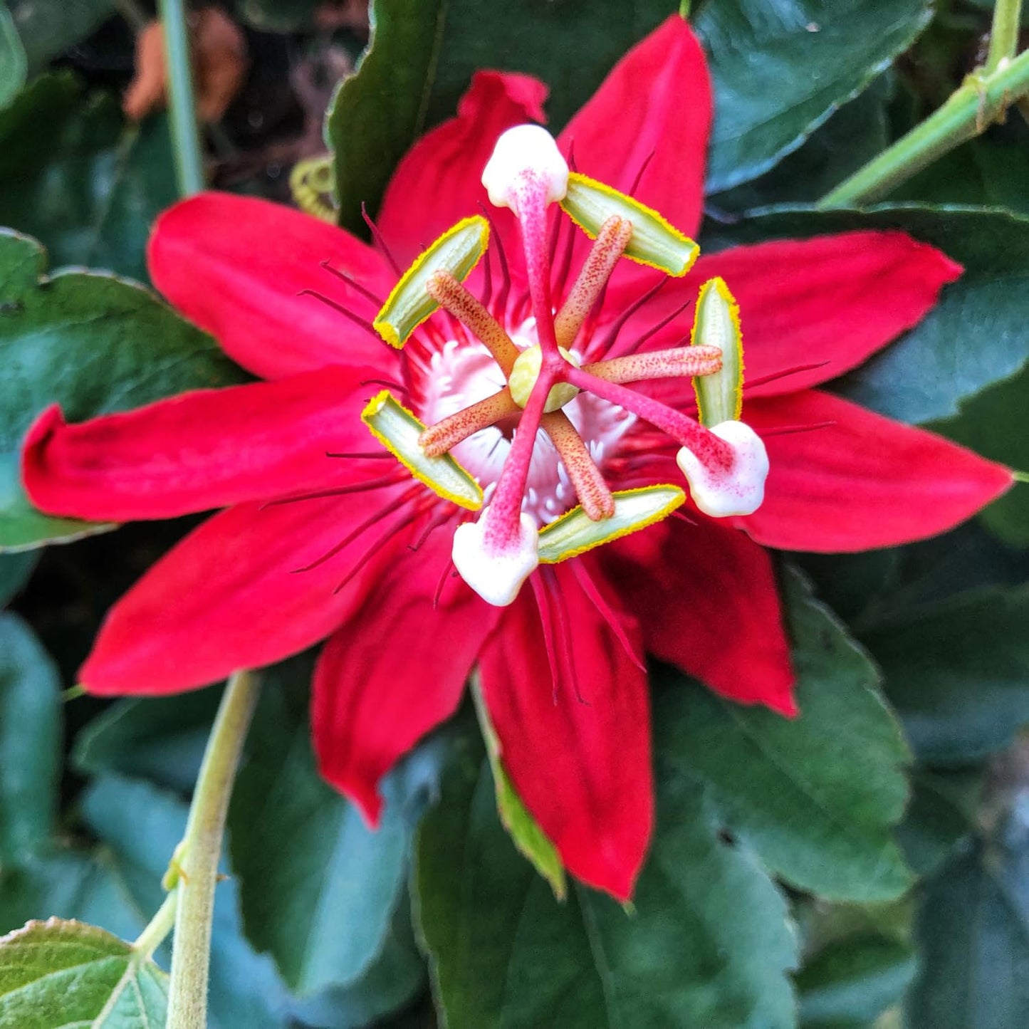 Set 2 Red Passion Flower Vine Plants - Live Passion Flowers Plants for Outdoor Garden, 4 to 8 Inch Size, Red Passion Flower Vine, Fragrant Flowers