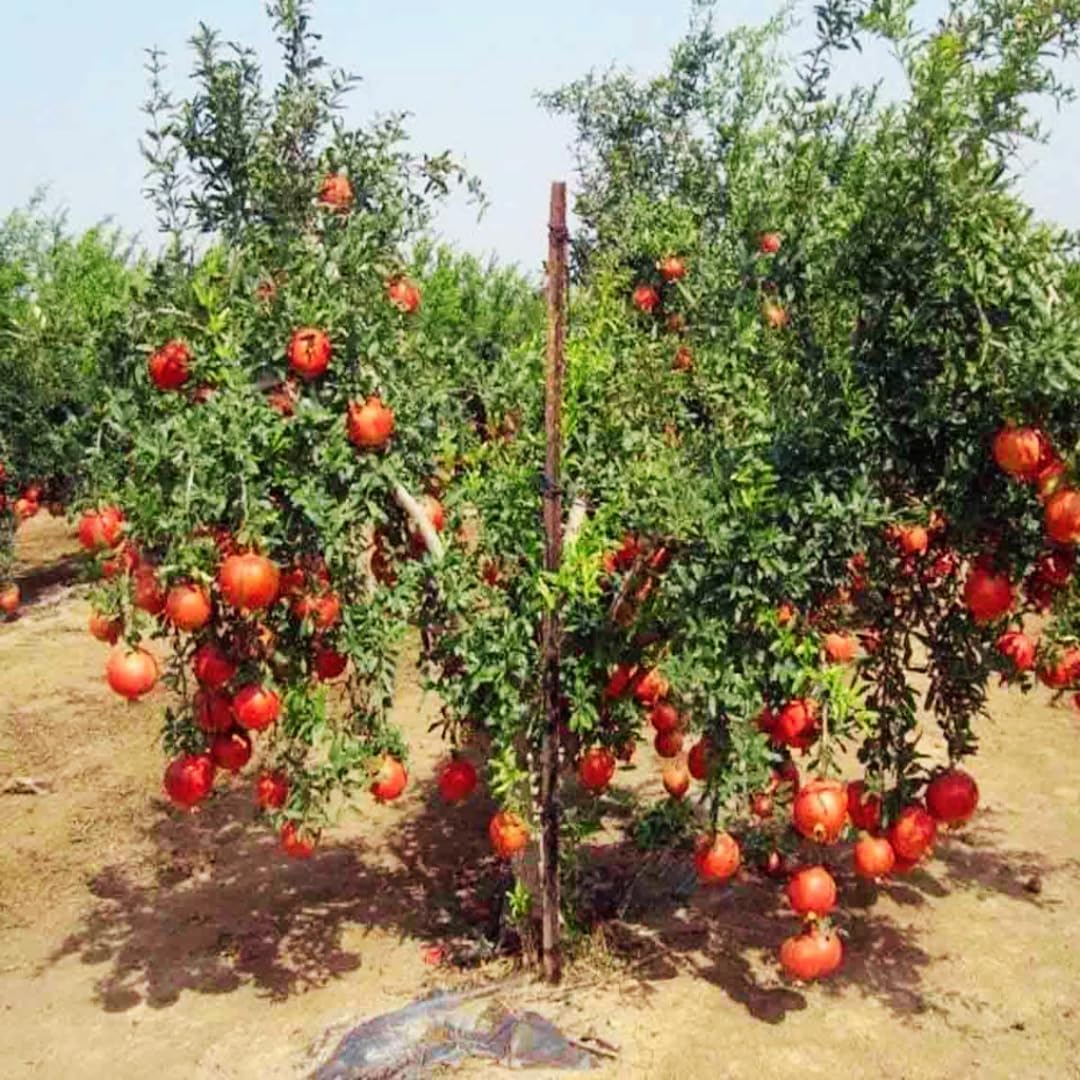 Pomegranate Tree Live Plant, Starter Size 1 Year Old Seedling in 4" Pot, Sweet Pomegranate for Indoor Outdoor Spring Planting