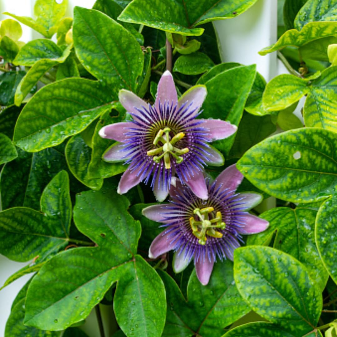Purple Passion Flower Vine Plant | Live Passiflora Starter Plant | 4 to 8 Inch Tall | Well-Rooted for Home & Garden