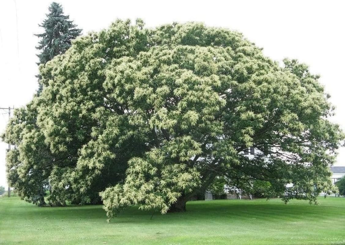 Chinese Chestnut Tree - 10-16" Tall Live Plant - Quart Pot - Fast-Growing Nut Seedling - Castanea mollissima