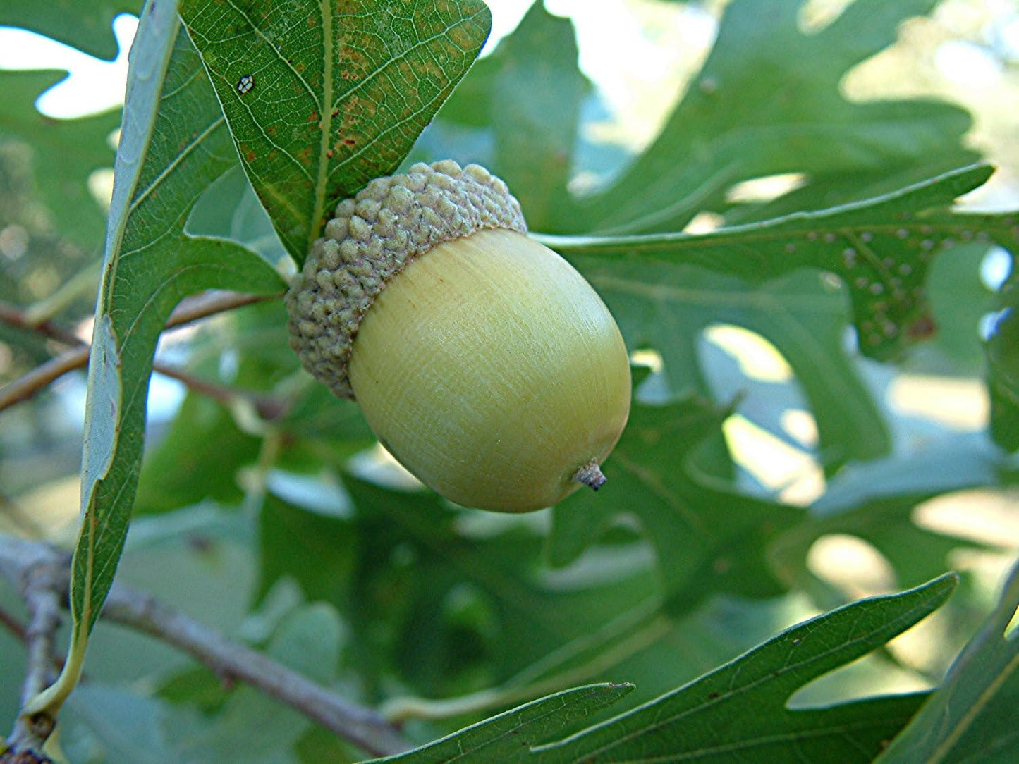 Live Plant - Sawtooth Oak Tree - 18-24" Tall - Live Plant - Bareroot - Quercus acutissima