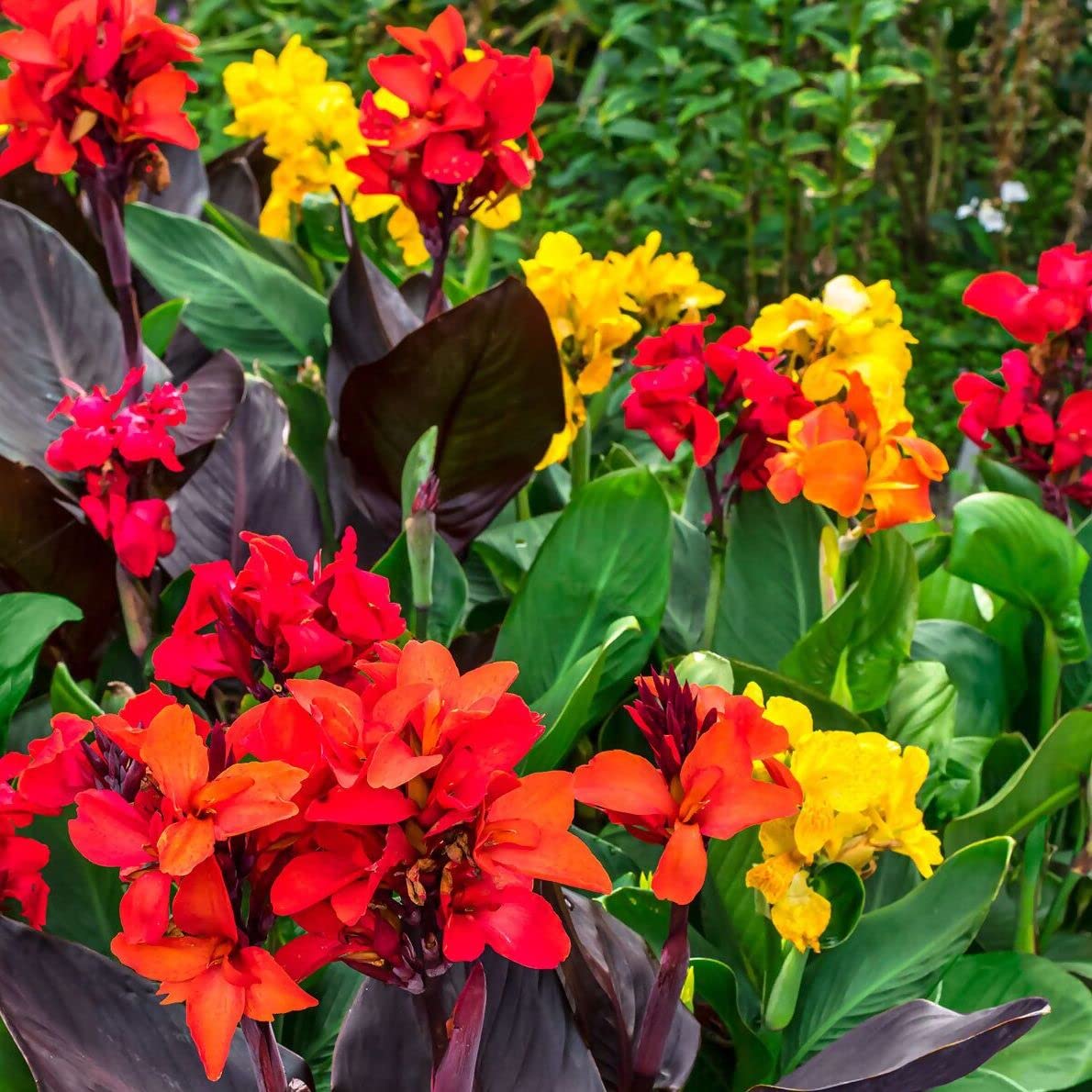 Votaniki Mix Canna Lily Bulbs - Long Lasting Blooms, Perennial Canna Bulb for Planting | Stunning Garden Display - Easy to Grow and Low Maintenance (4 Pack)