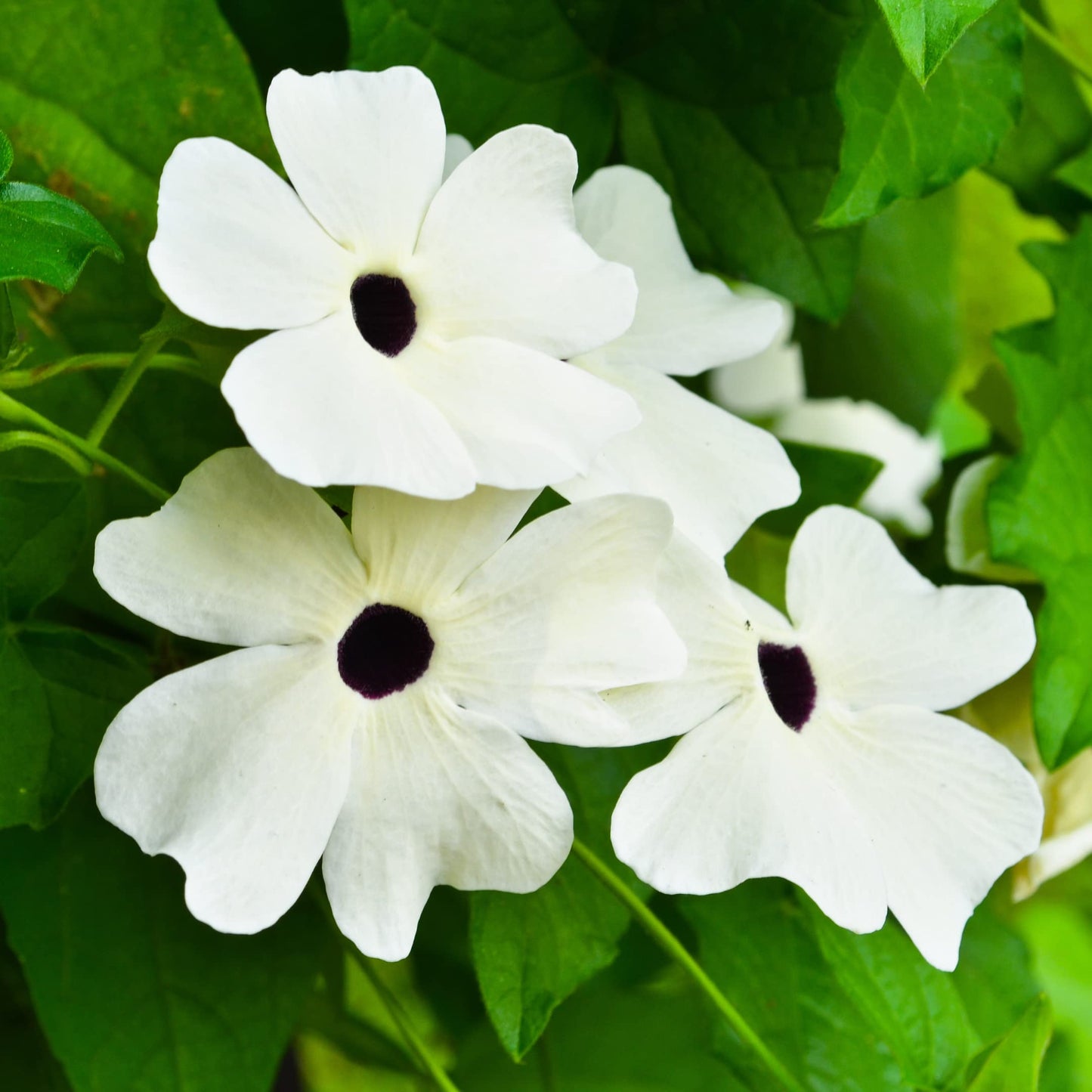 Park Seed White Black-Eyed Susan Vine Thunbergia – Elegant Black and White Blooms on a 5–8 Ft. Twining Vine, Long-Blooming Annual for Trellises, Mailboxes, and Containers – Pack of 25