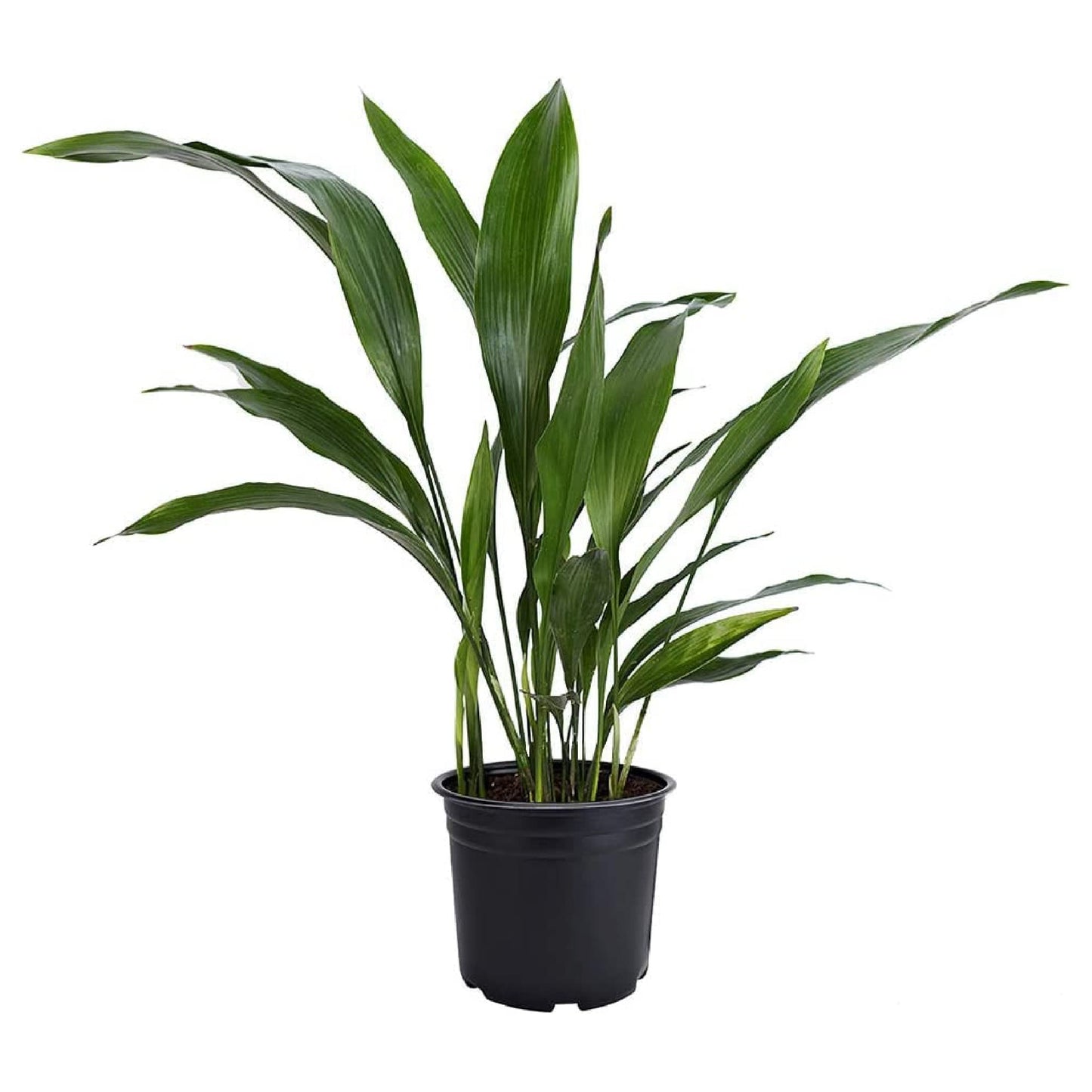 American Plant Exchange Cast Iron Plant – Live 6-Inch Potted Evergreen, Low-Maintenance Hardy Houseplant, Drought-Tolerant & Low-Light Indoor Plant for Home, Office & Shade Gardens