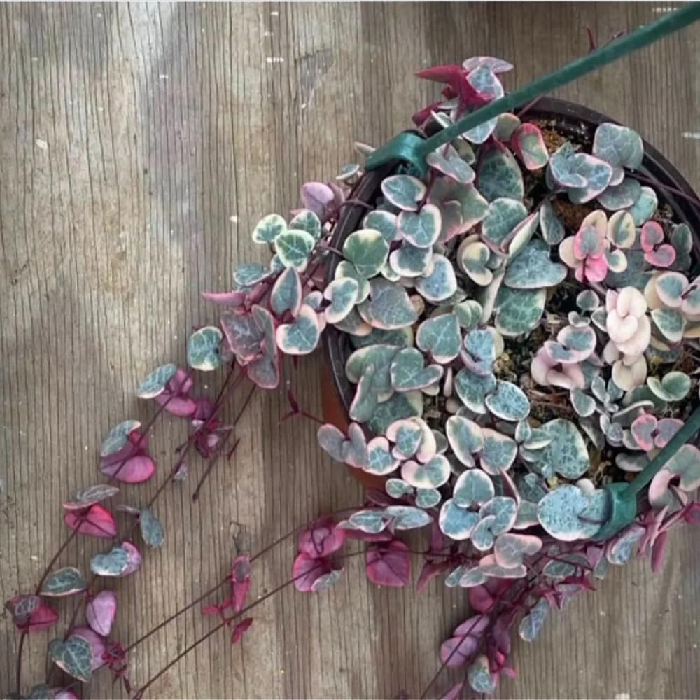 Variegated String of Hearts Plant Live, Ceropegia Woodii Vine, Live Succulent Indoor Houseplant, 2.5 Inch Pot