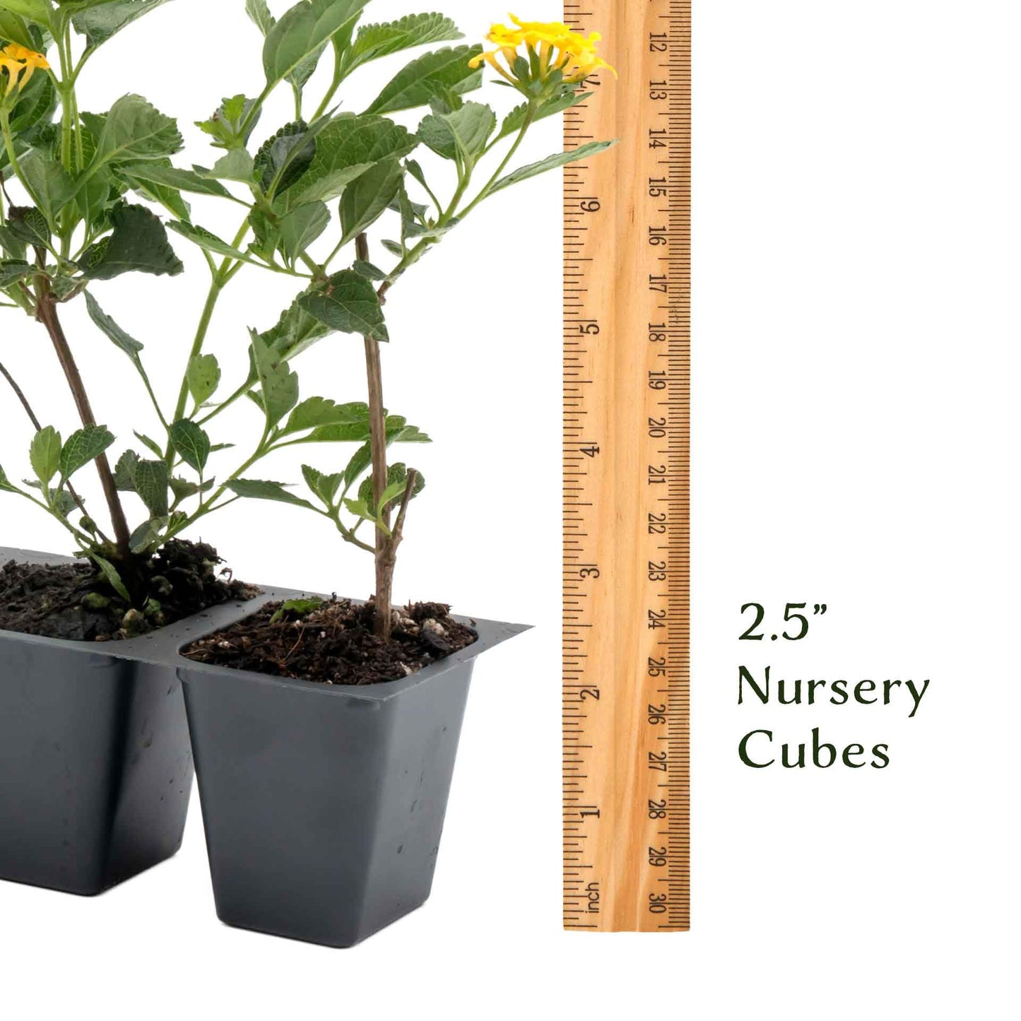 12 New Gold Lantana – Golden Yellow Flowering Shrub for Borders, Containers, & Pollinator Gardens (Lantana Camara ‘New Gold’) in 2.5″ Cubes, Live Plants