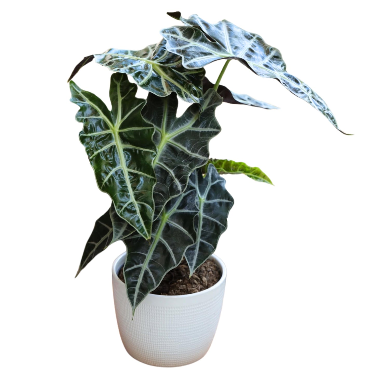 PLANTVERS Alocasia Polly Plant in a 4INCH Nursery Pot - Tropical Air Purifying Indoor Plants - Low Light Indoor Plant - Easy Care Houseplants
