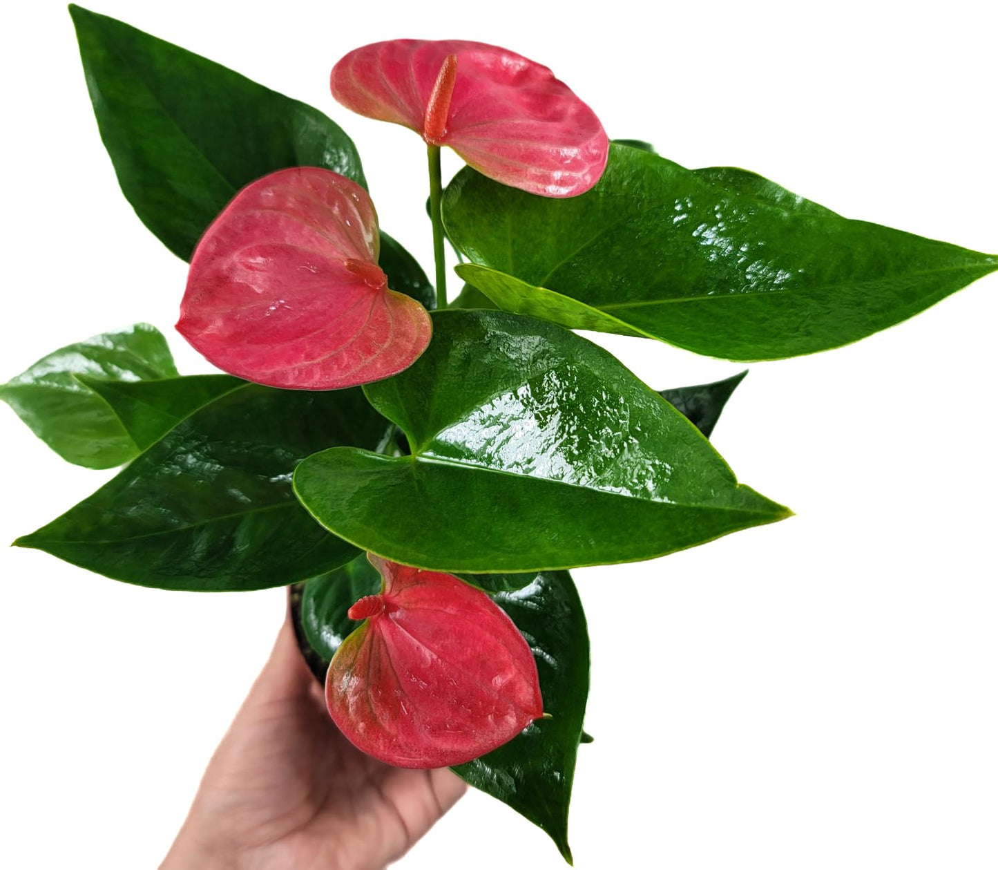 Anthurium Live Plant Pink Flowers - Anthurium Andraeanum Pink Flower - Anthurium Plants Live House Plants - Heart-Shaped Leaves - Available in 4" & 6" Pot - CA Seller (Small Plant, 4" Pot)