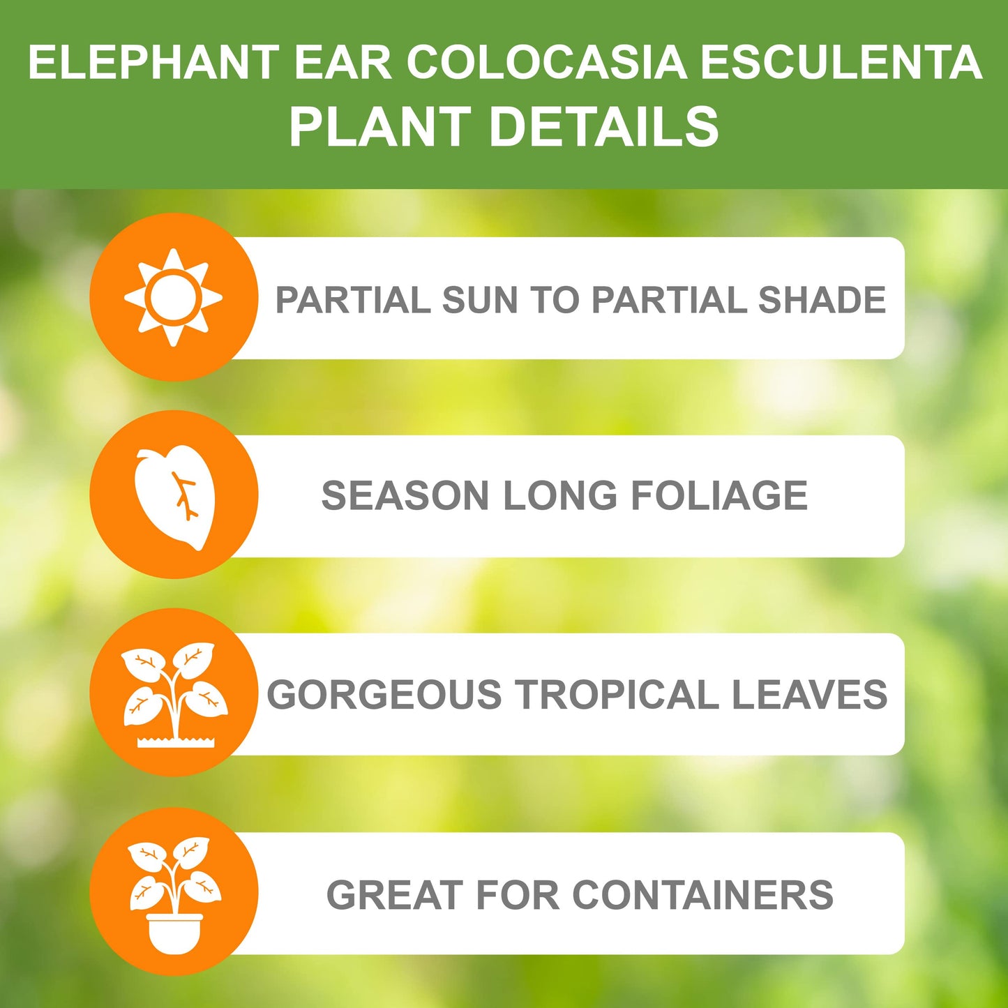 Garden State Bulb Colocasia Esculenta Elephant Ear Bulbs, 5/7 inches, Spring Planting (Bag of 5)