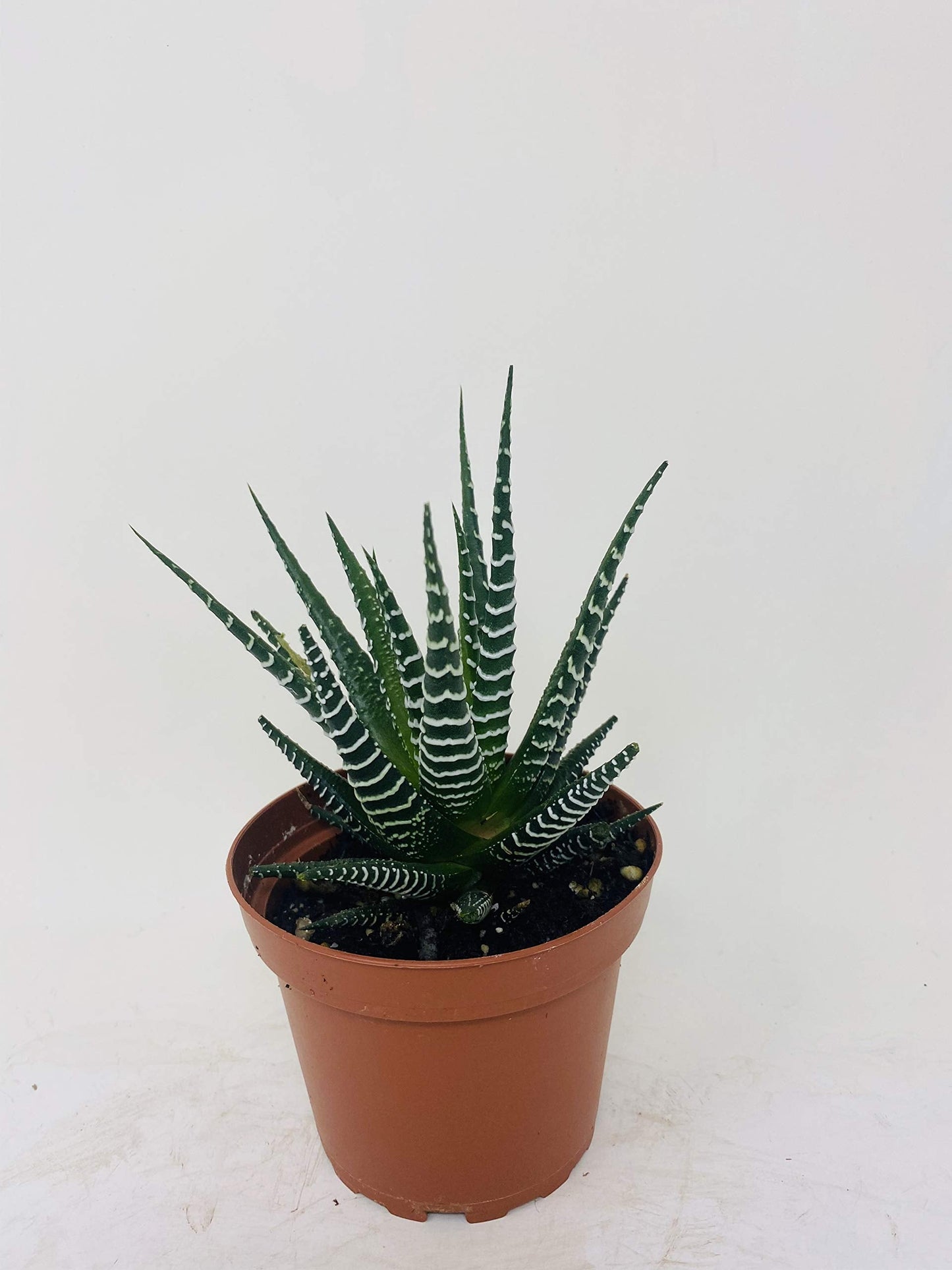 Zebra Haworthia Plant - Easy to grow/Hard to kill! - 3" Pot -unique form jmbamboo