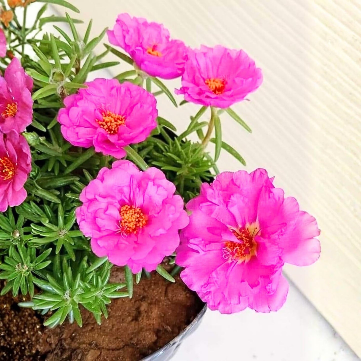 4 Portulaca Plants Live, Moss Rose Flower Plant for Outdoor Garden, Ground Cover Plant for Patio Containers, Borders or Landscape 4-7 Inches (Deep Pink)