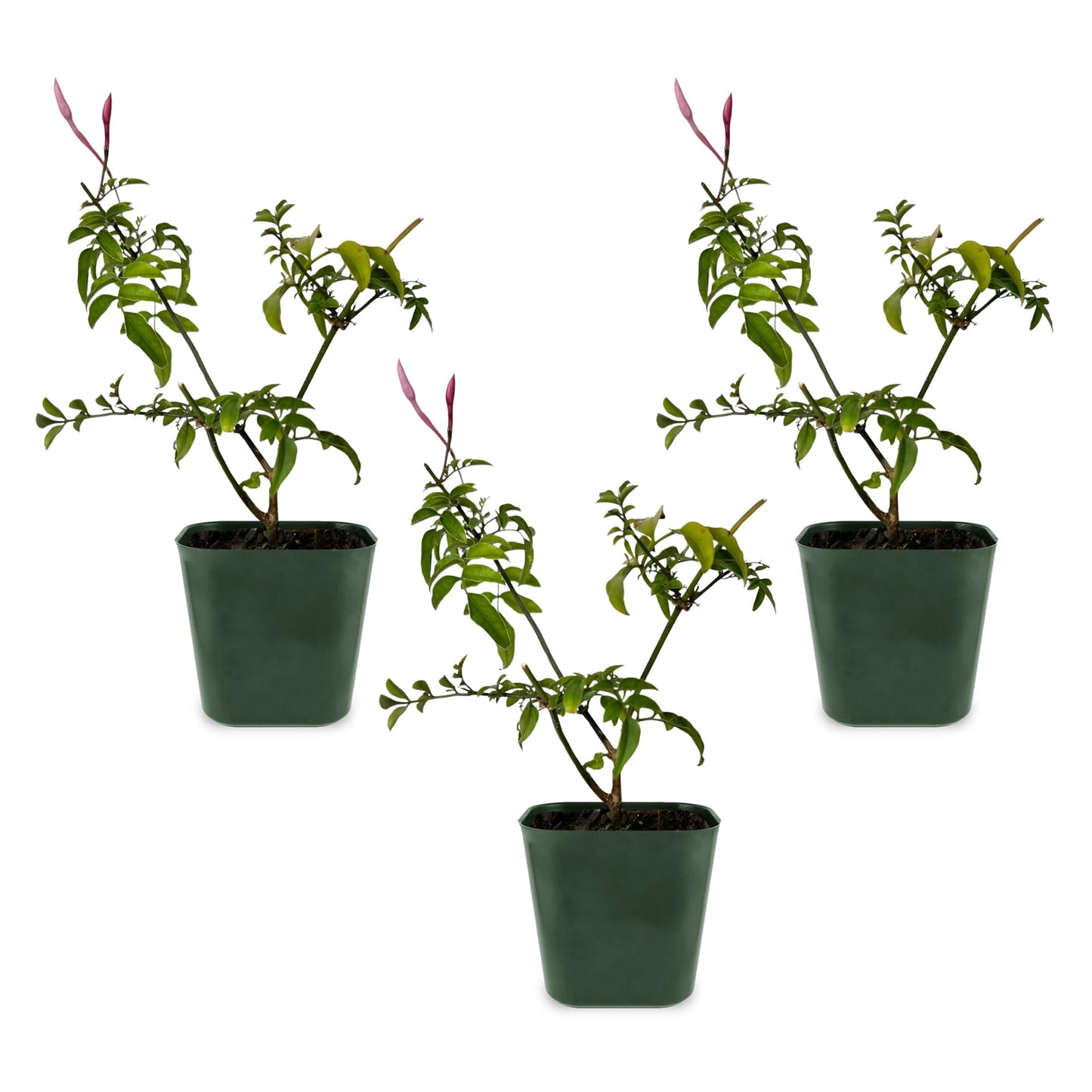 My Shelfie - Mini Pink Jasmine Plant Vine, Jasmine Plant Starter in 2-Inch Pot, Live Plants Outdoor Setting, Jasmine Plant Live Grows to 3-5 Inches, Pet-Friendly, 3-Piece