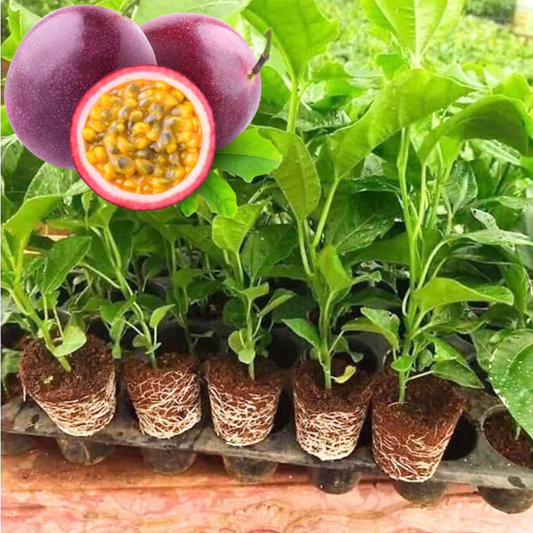 Passion Fruit Tree Live Plant, Purple Passionfruit Vine Plant Live, Passion Fruit Plant for Garden Outdoor or Indoor, 5 to 8 Inc in Height