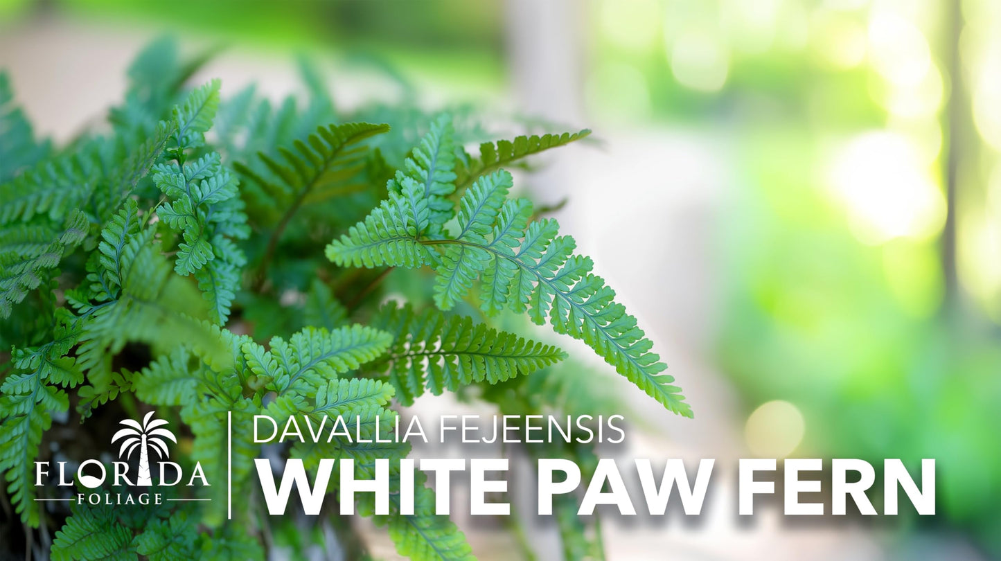 White Paw Fern | 20 Live Plants | Davallia Tyermanii | Indoor Outdoor Tropical Foliage | Fuzzy Root Houseplant | Exotic Decorative Greenery | Pet Safe