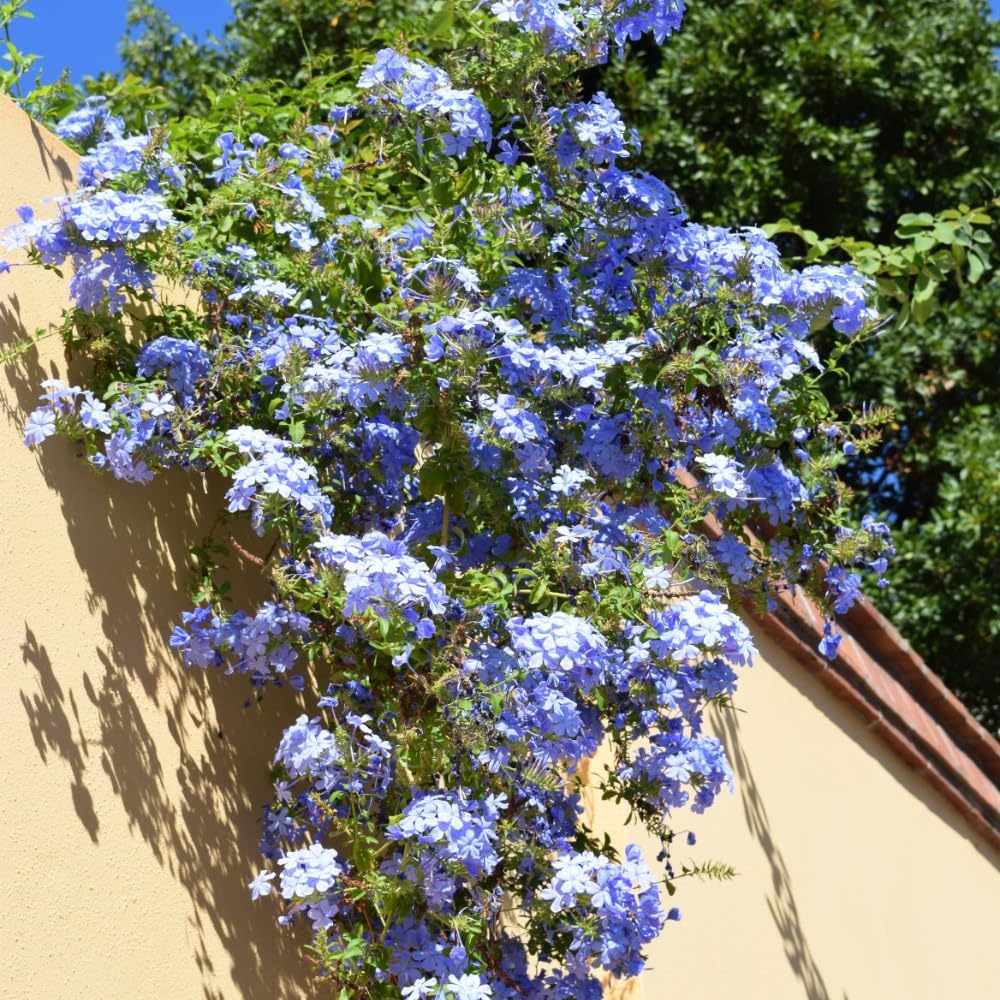 3 Blue Plumbago Plants Live, 4-7 Inches Tall, Tropical Flowering Shrub for Garden or Containers