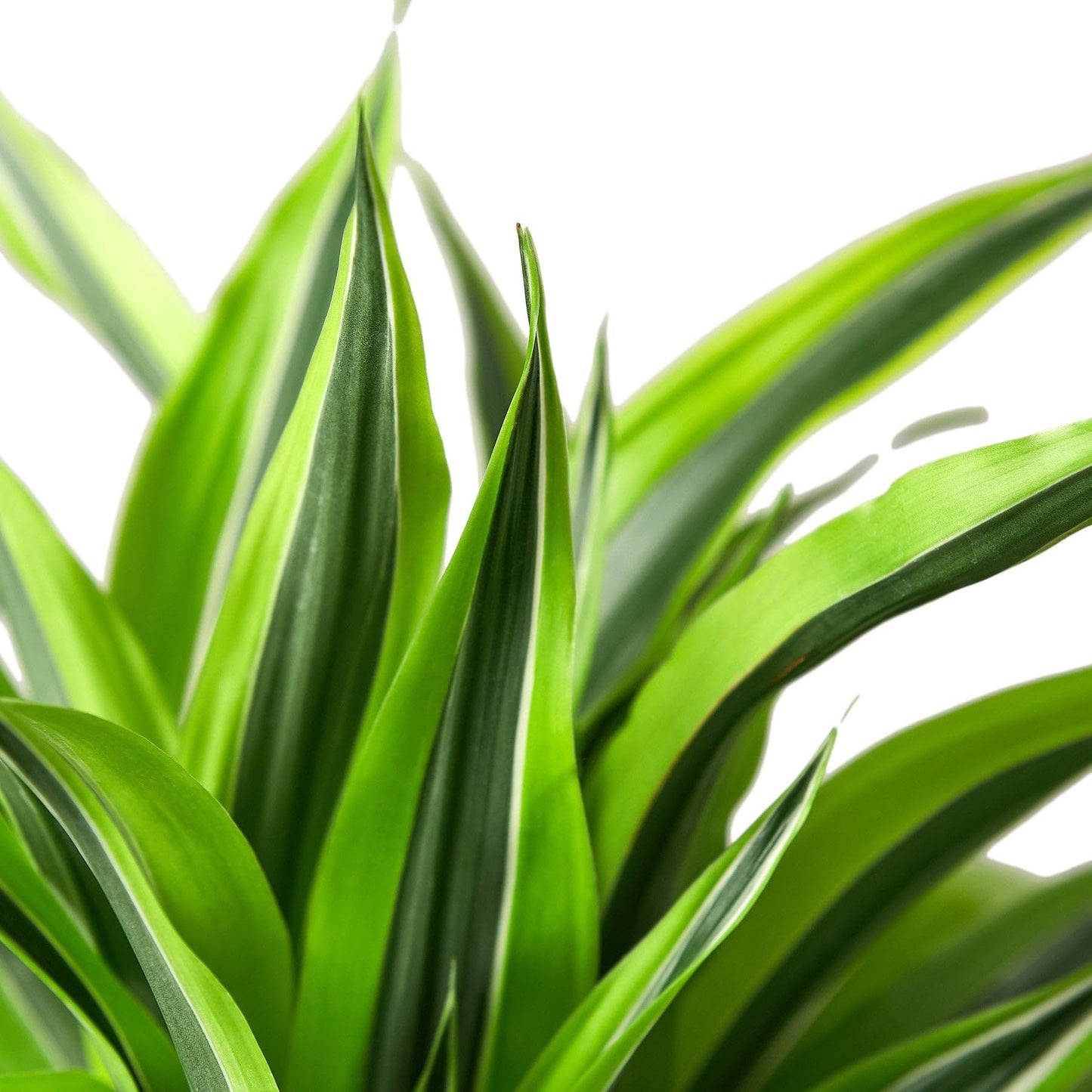Dracaena Deremensis 'Lemon Surprise' | Live Plant for Indoor & Outdoor | for Living Room, Office, Bathroom | (4" Pot)