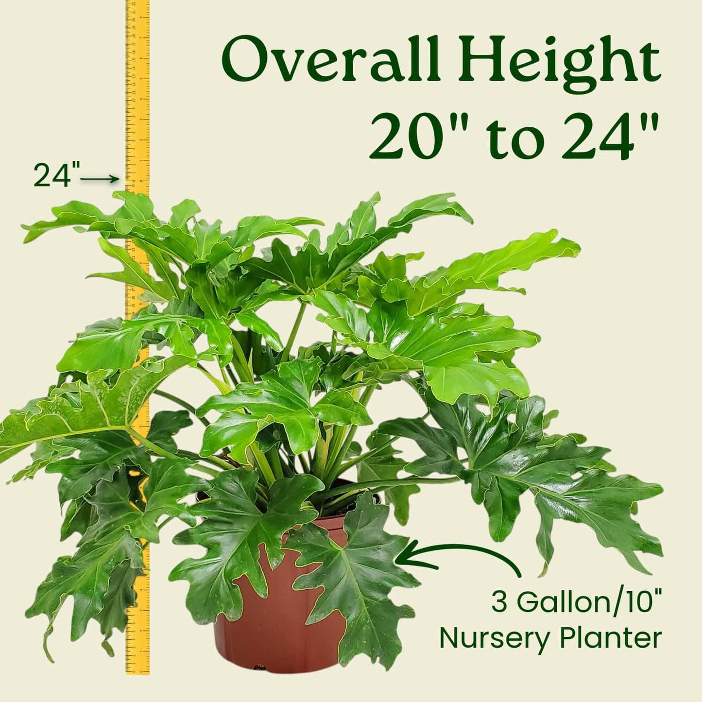 Philodendron Selloum - Tree Philodendron Plant Live - Philodendron House Plants - Overall Height 20" to 24" - Tropical Plants of Florida (Plant in Growers Pot)