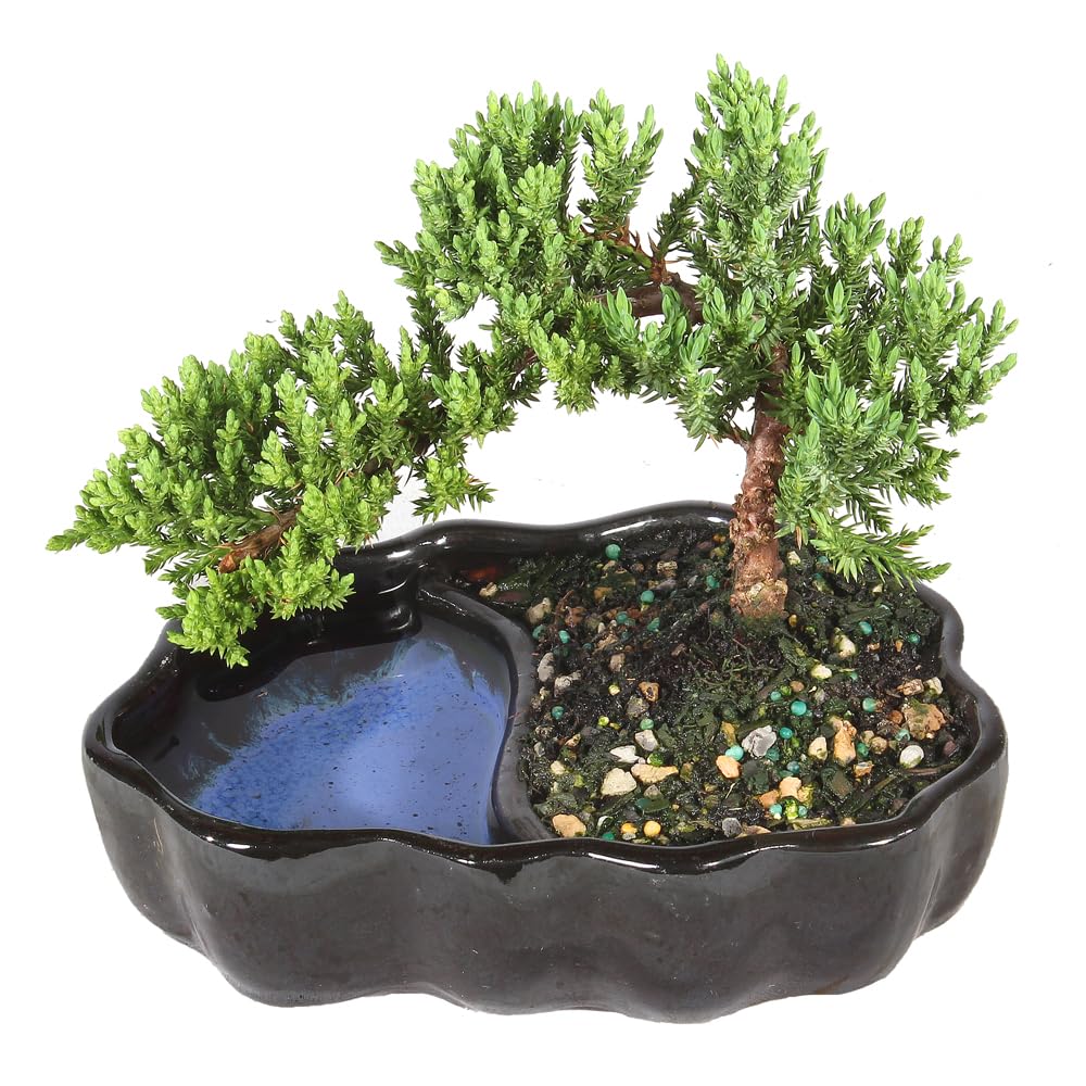 Brussel's Bonsai - Live Green Mound Juniper Bonsai Tree in Zen Reflections Pot, Outdoor Bonsai Tree Live Plant, 3 Years Old, 6-8 Inches Tall, Easy Care Bonsai for Patio Garden (Small)
