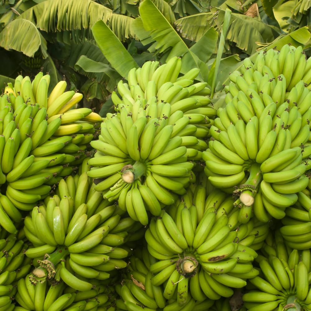 Live Banana Plant, Sweet Fruit Banana Tree, Tropical Plant, Well-Rooted, 4-7 Inches Tall, Ready for Planting (Grand Nain Banana)