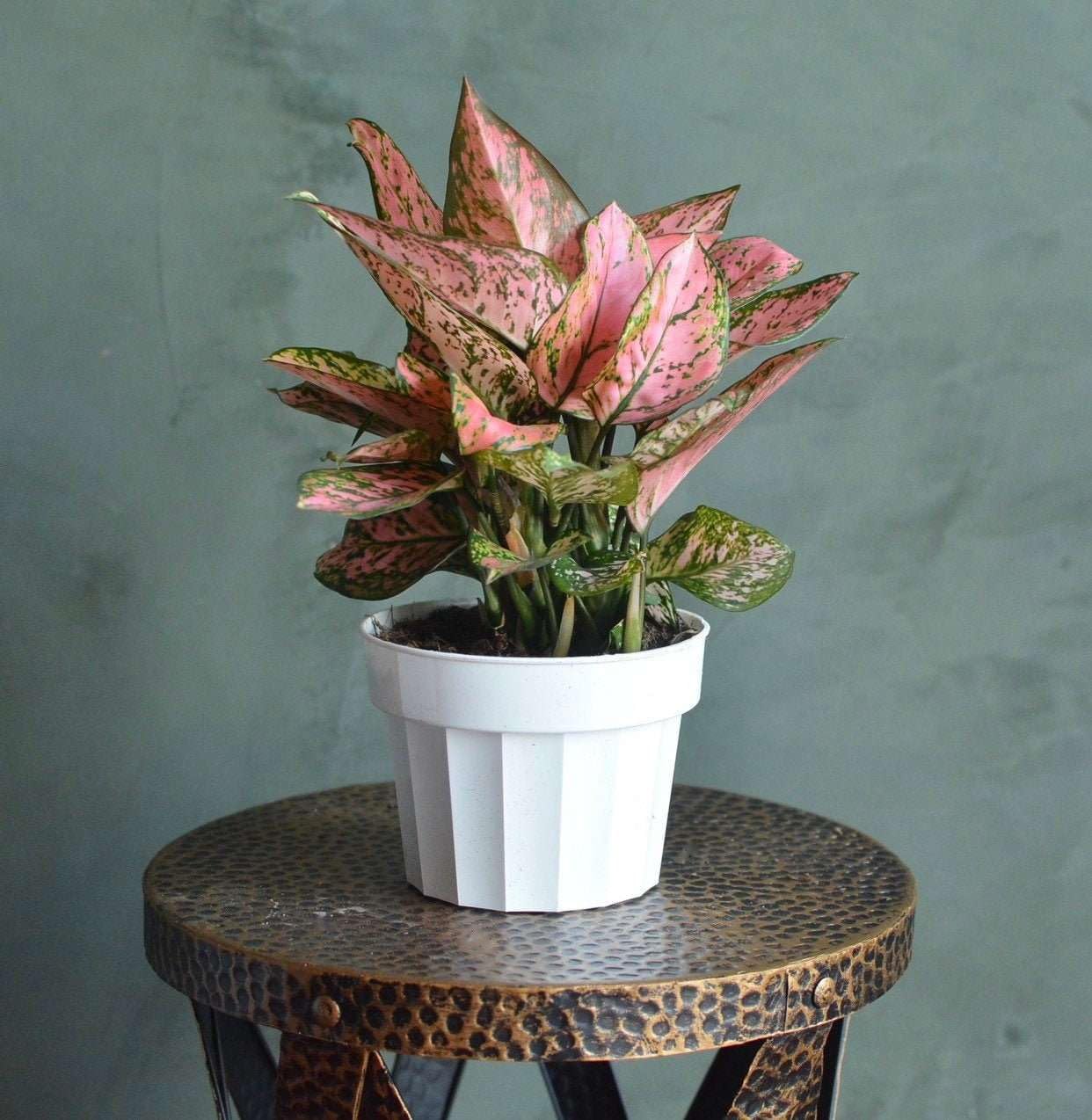 Chinese Evergreen Lady Valentine Live Plant for Indoor | Different Houseplants in 4'' & 6'' Pot | Real House Plant for Living Room, Office, Desk & Bathroom | Aglaonema