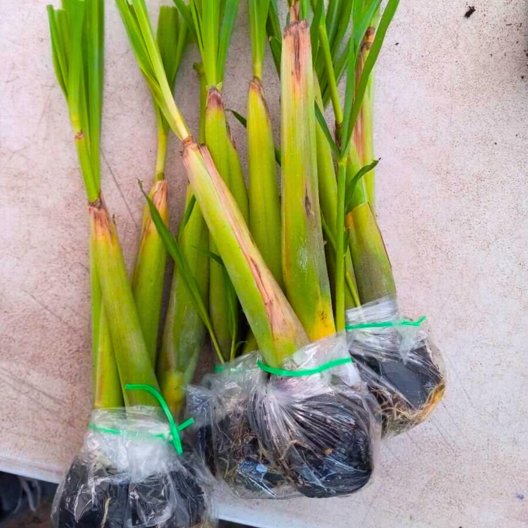 3 Lemon Grass Plants Live, Lemongrass Plants for Outside Planting, Fragant Herb Lemongrass Planting, 4-8 Inc Tall