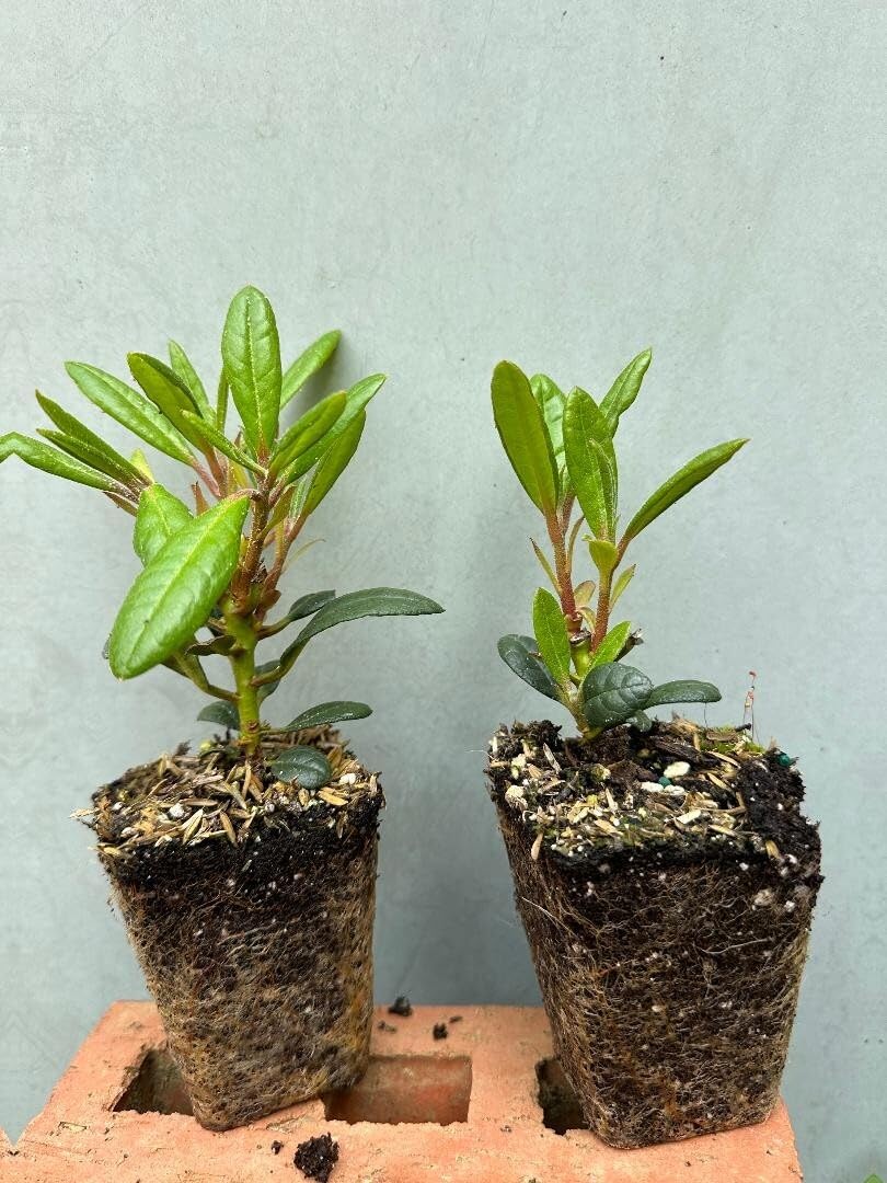 Live Plant - GOLDPRINZ RhododendronWell Rooted Starter Plant