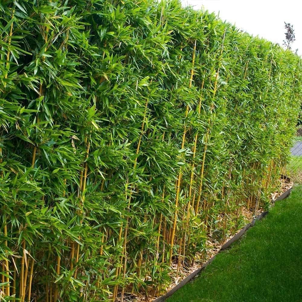 Golden Hedge Bamboo | 2 Extra Large Trade 3 Gallon Plants | Bambusa Multiplex | Clumping Non-Invasive Screening Live Bamboo