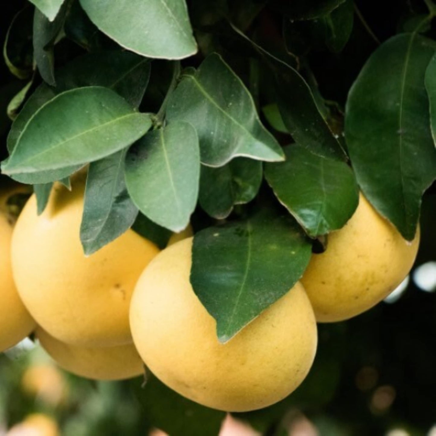 Florida only! Duncan Grapefruit Tree, 1 Gallon Tree, grafted 26-30" Tall
