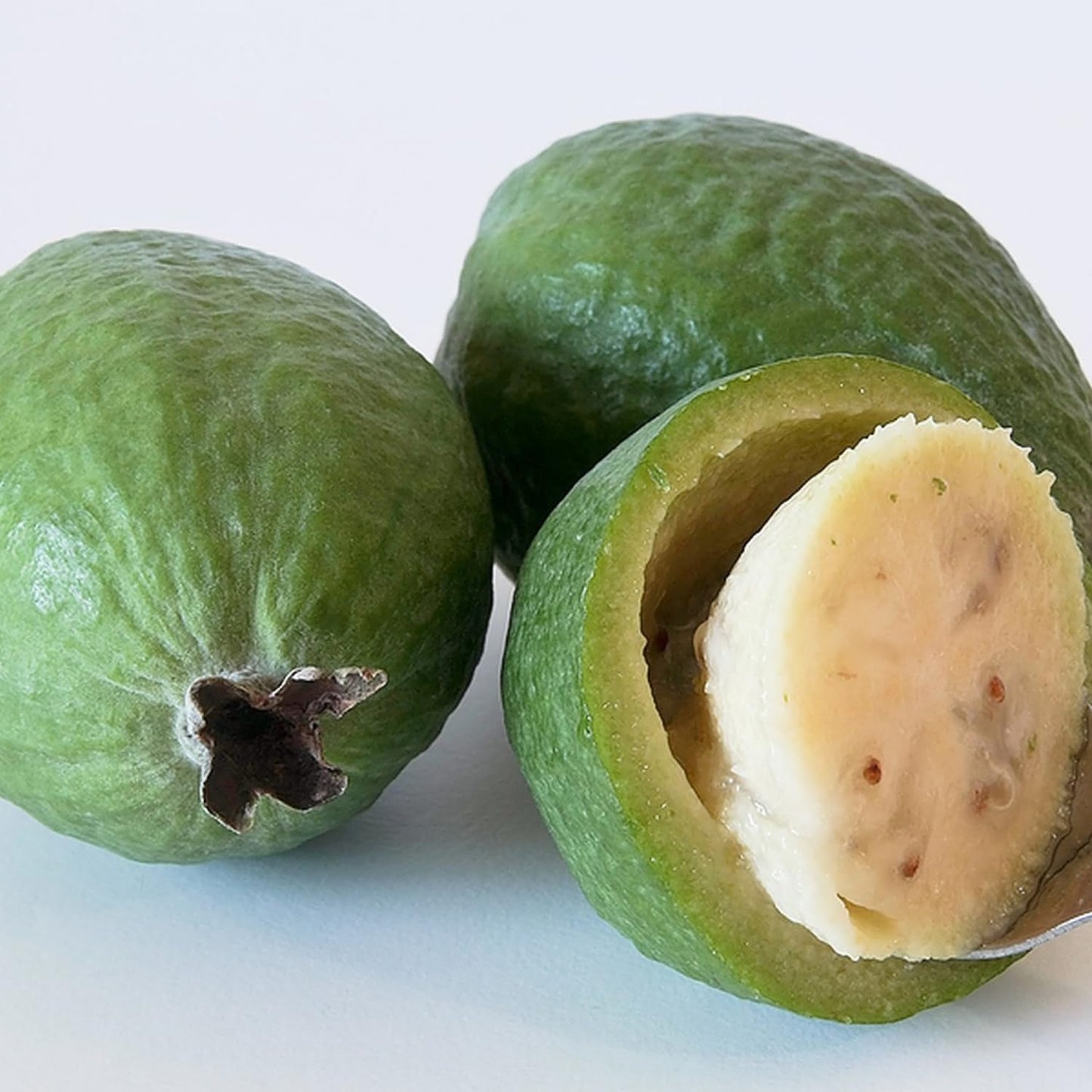 2 Pineapple Guava Trees, Guava Plant Live for Planting Outdoor, Fruit Tree Plant from 5 Inc Long