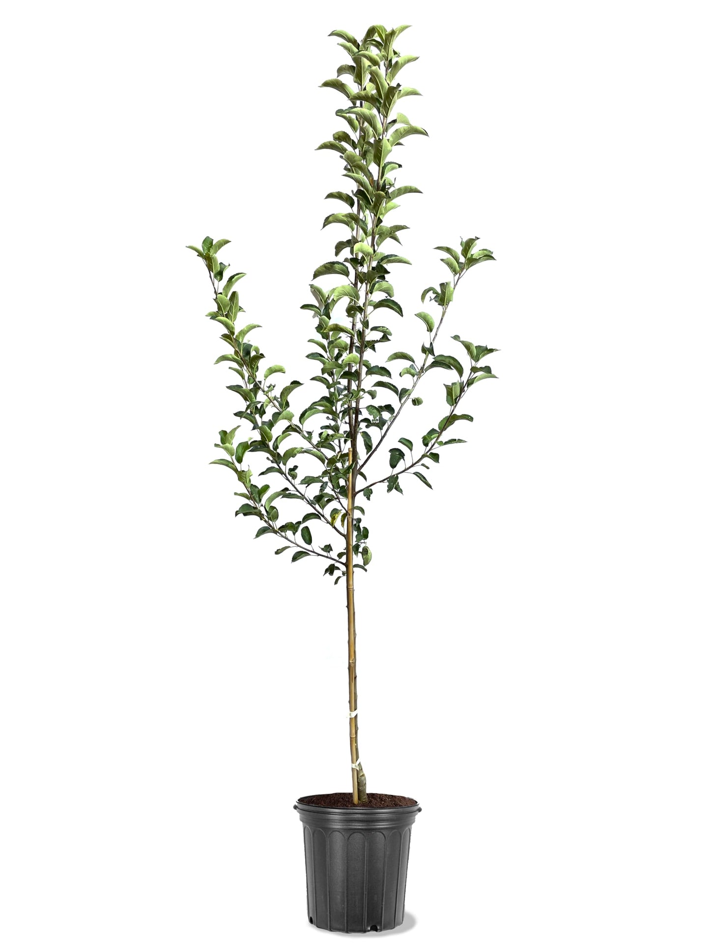 American Plant Exchange Apple Tree 'Ginger Gold' – Live Fruit-Bearing Plant, 5-Gallon Pot, Cold-Hardy, Sweet Crisp Golden Harvest for Orchards, Backyard Gardens & Edible Landscapes