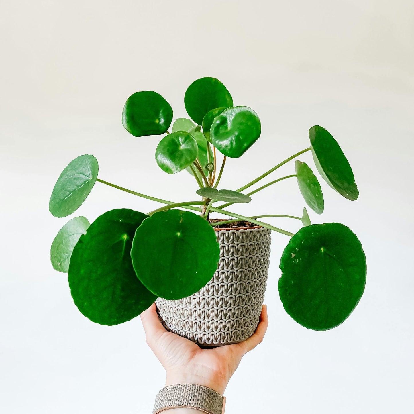 ragnaroc Chinese Money Plant Live – Chinese Money Tree – Pilea Peperomioides – 2” Plug Starter Plant – Easy Care Indoor House Plant – Unique Round Leaf Indoor Plant for Home & Office Decor