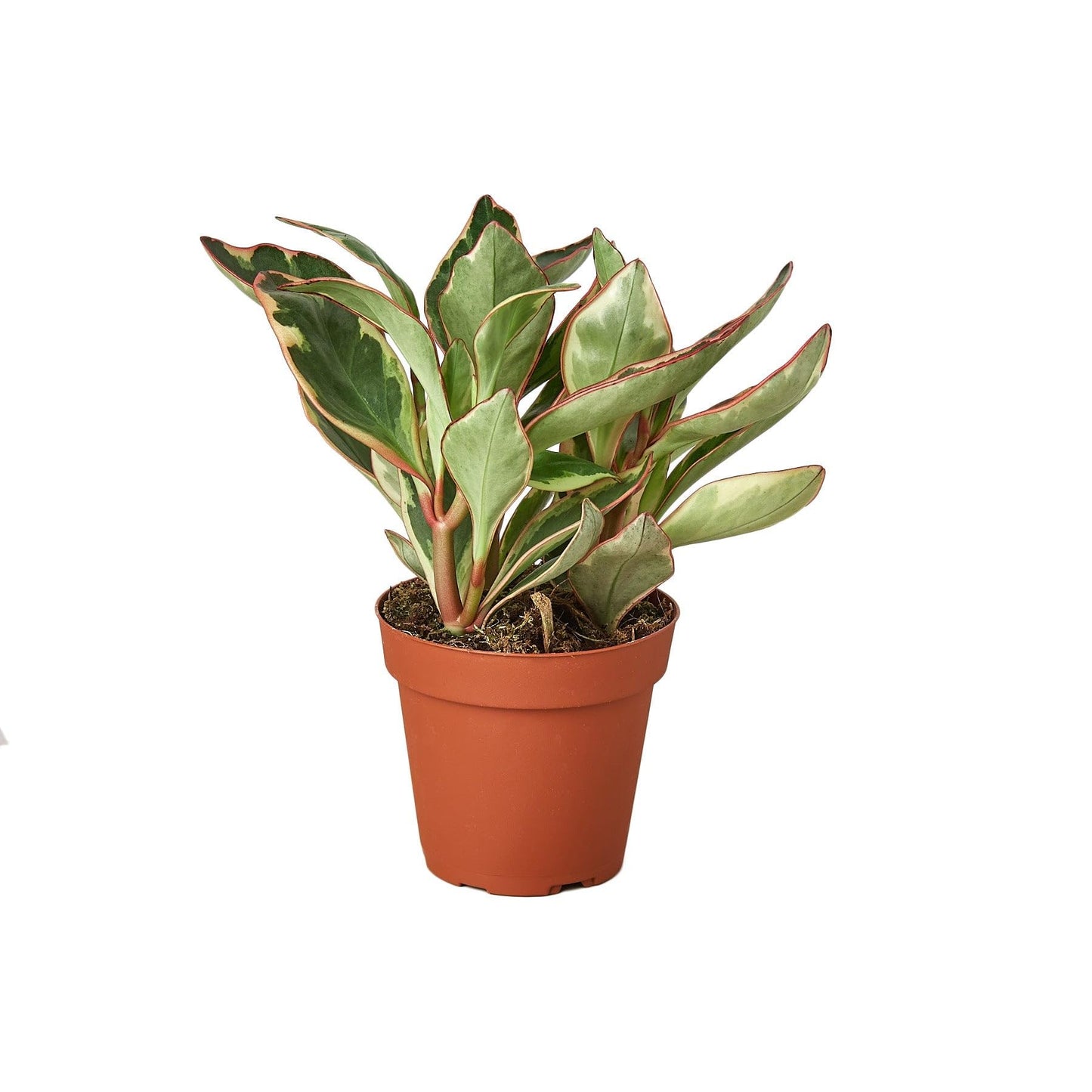 Peperomia 'Ginny' | Live Plant for Indoor & Outdoor | for Living Room, Office, Bathroom | (3" Pot)