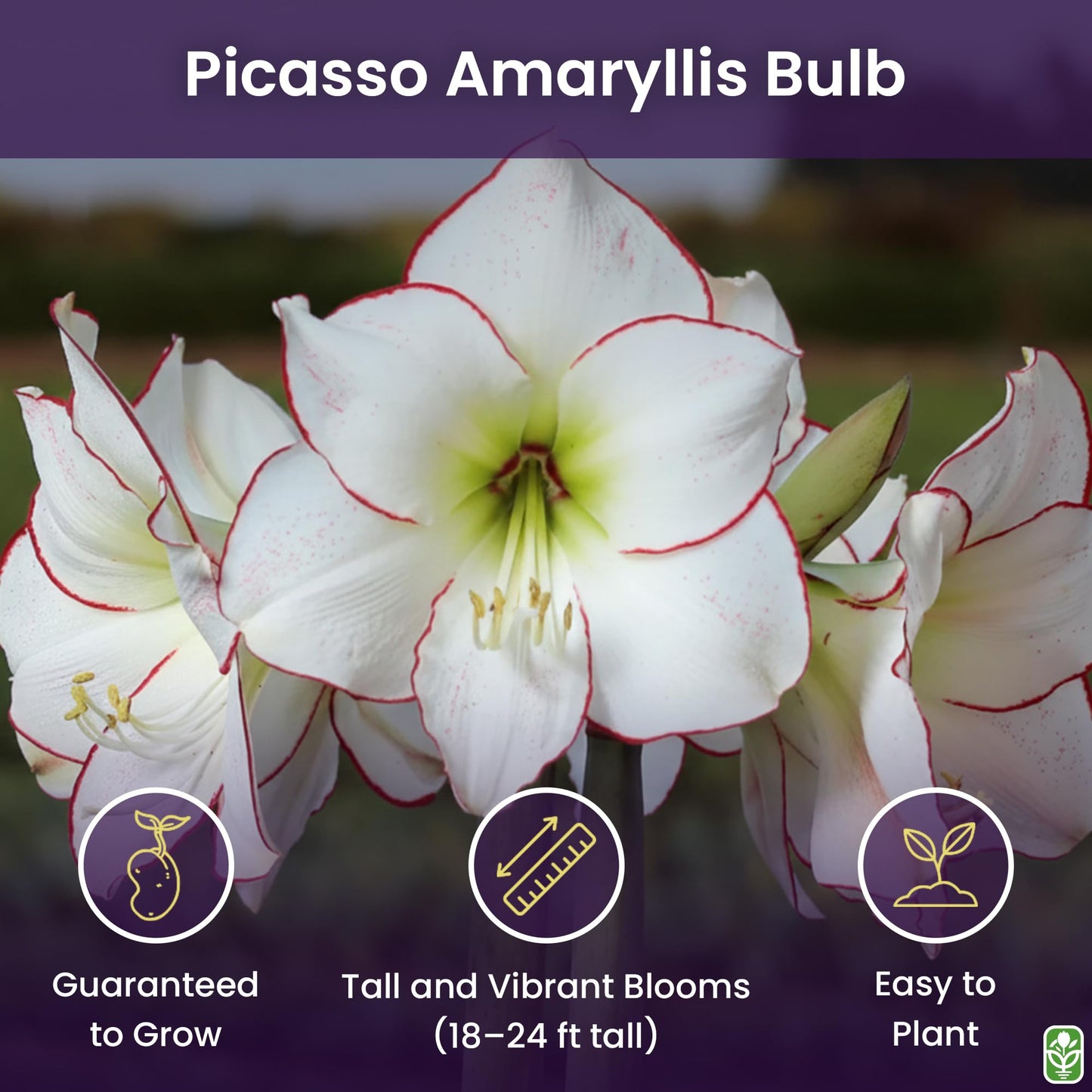 Picasso White Amaryllis Bulb – Large Bulb for Planting, Pink/Red Edges, 4-8 Blooms, 16–24" Tall – Elegant Indoor & Outdoor Plant – Low-Maintenance Amaryllis Bulb (Not in Wax)