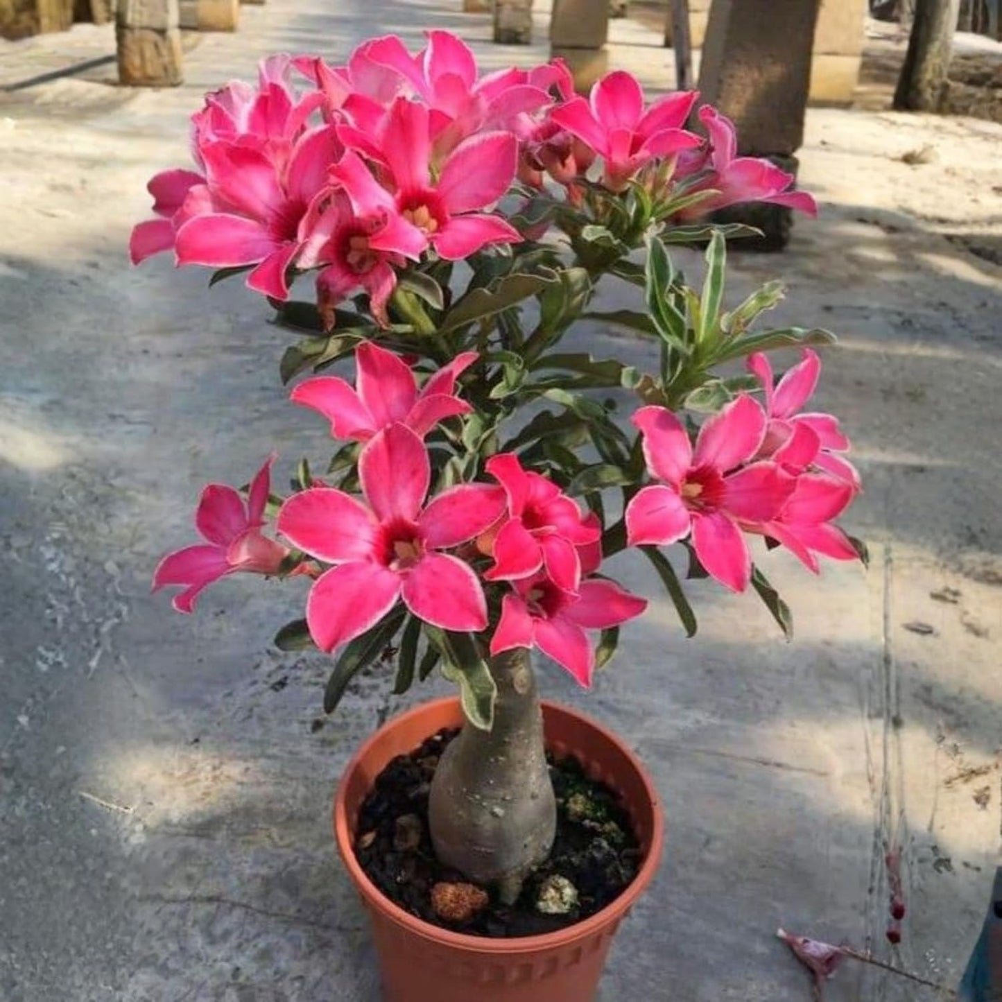Set 3 Live Desert Rose Plants, Assorted Flowering Succulent Houseplant, Indoor Outdoor Growing 4-7'' Tall