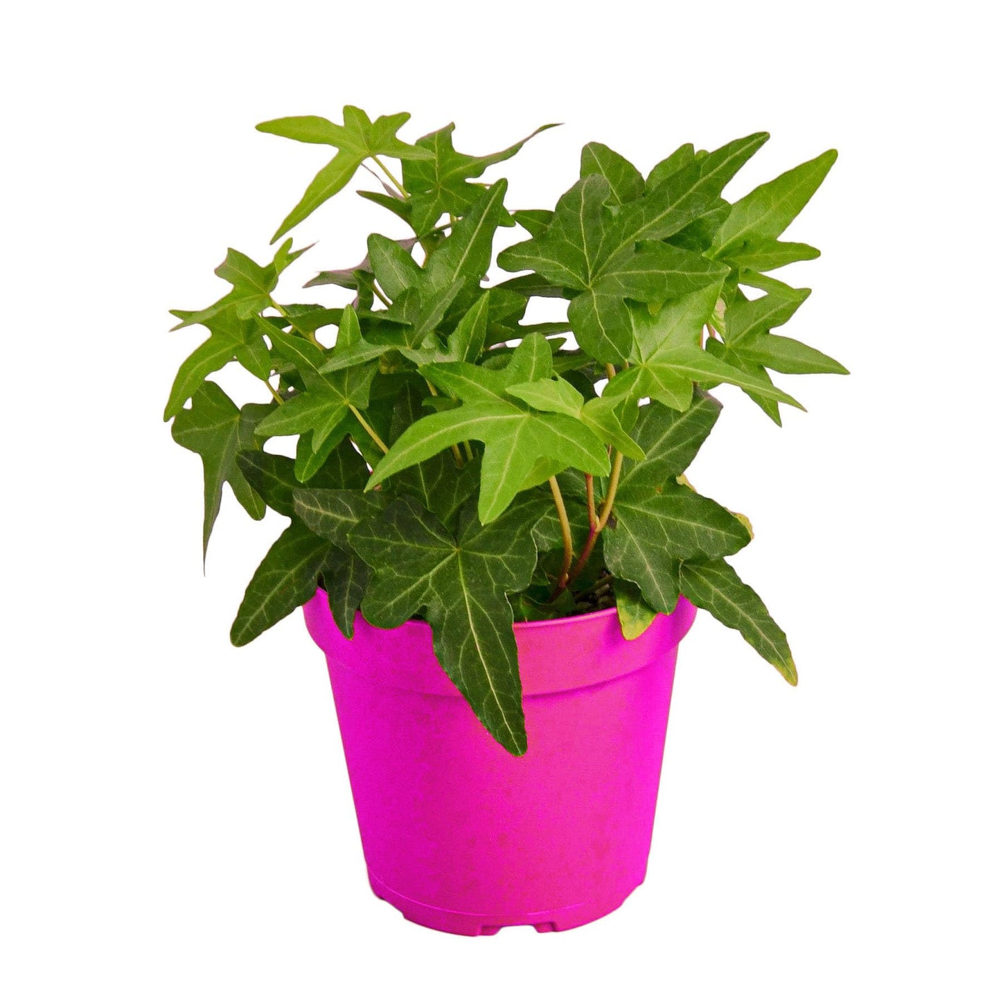 English Ivy Green California - in 4in Pot - Live Plants Tropical Houseplants | Variegated | USA Growers | The Snobby Leaf