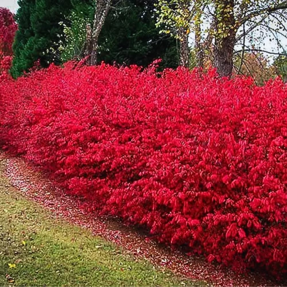 Red Burning Bush Shrub Live Plant, Dwarf Burning Bush Plant in Quart Pot, 6 to 10 Inches Height, Hardy Ornamental Shrubs for Outdoor Planting