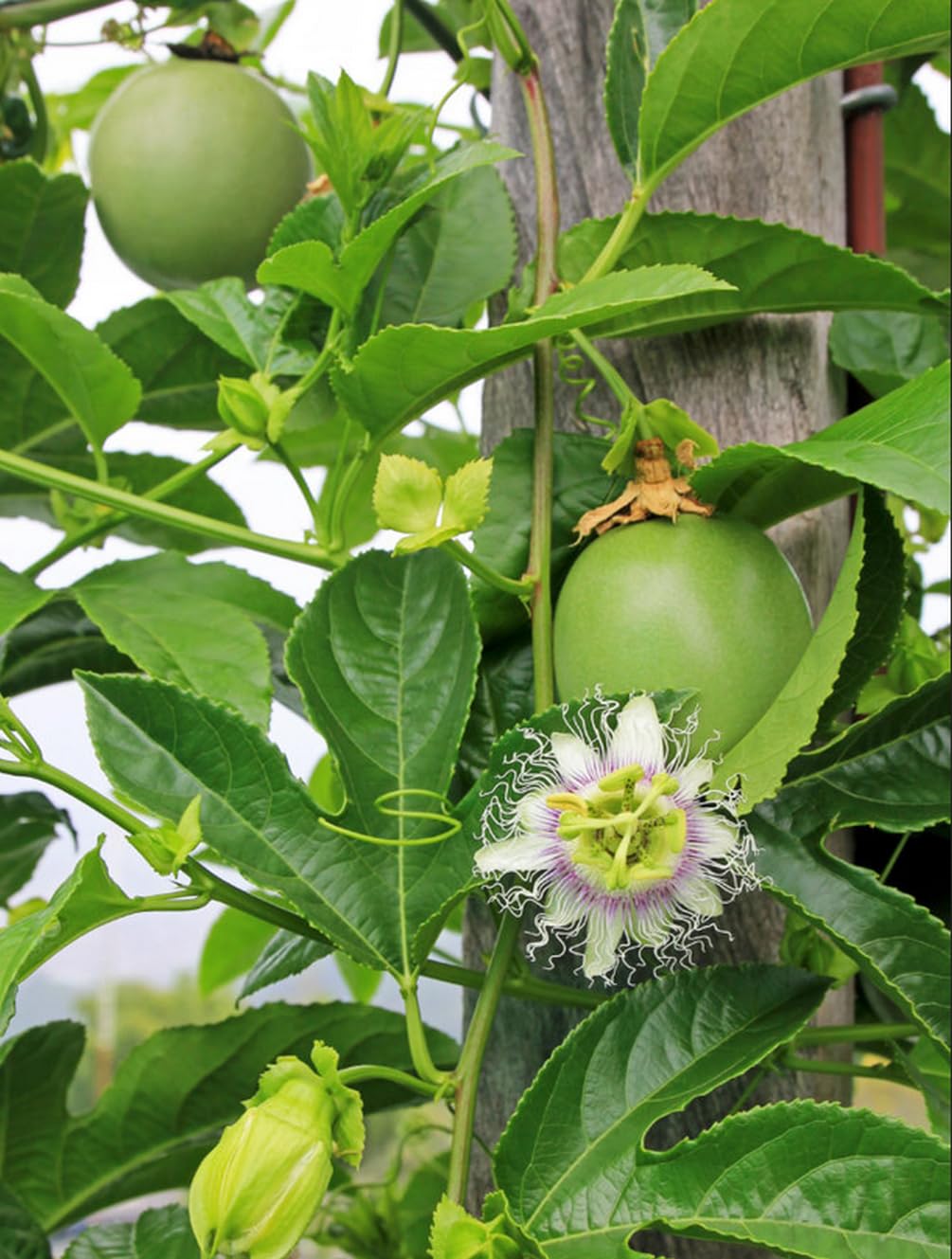 400 pcs Passion Fruit Seeds Tropical Climbing Vine Outdoor Indoor Home Garden Plant Seeds Heirloom