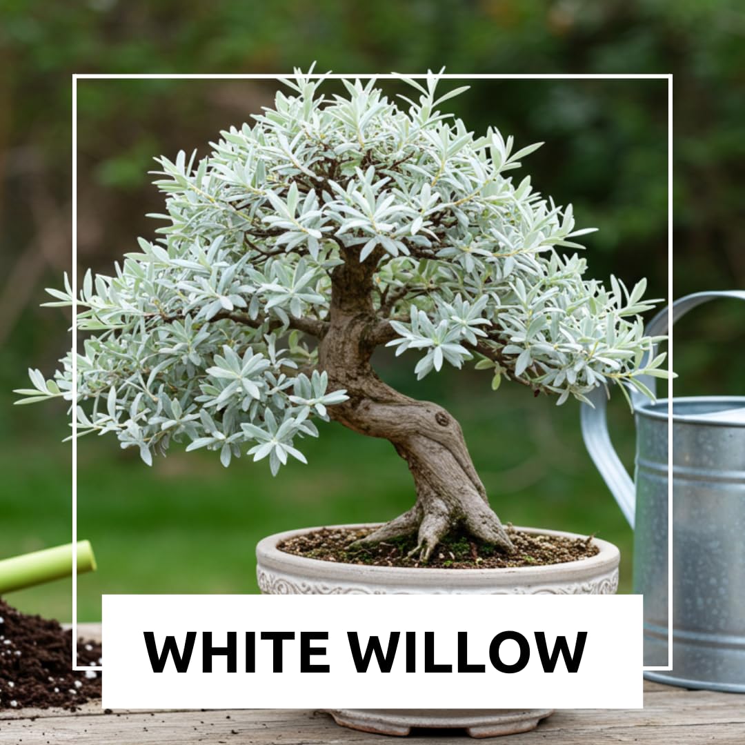 Live Dwarf White Willow Bonsai Tree - Stunning Silvery-Green Leaves - Fast Growing, Indoor/Outdoor Bonsai Material - Easy-to-Root & Bloom - Unique Zero Waste Living Gift for Plant Lovers