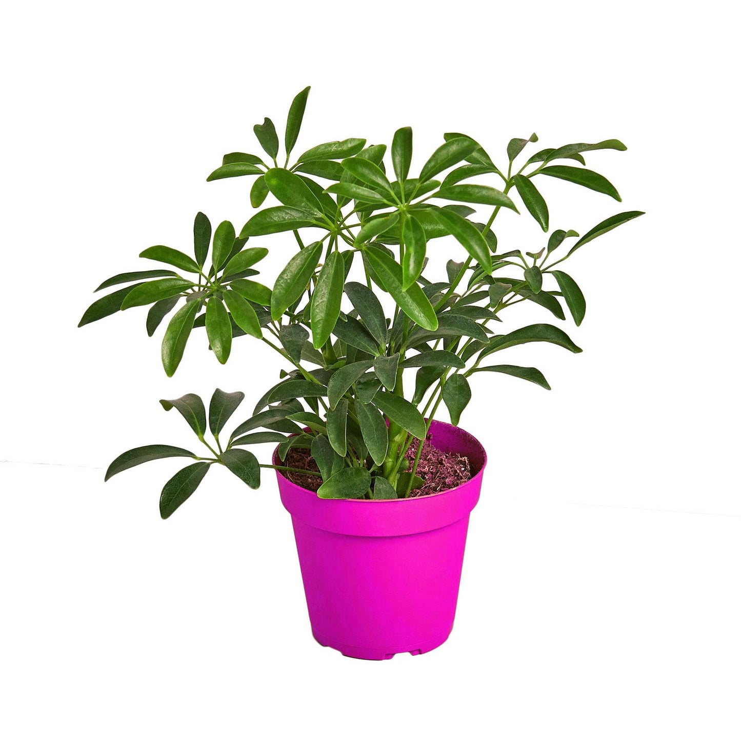 Schefflera Arboricola 'Umbrella' in 6in Pot - Live Plants Tropical Houseplants | Variegated | USA Growers | The Snobby Leaf