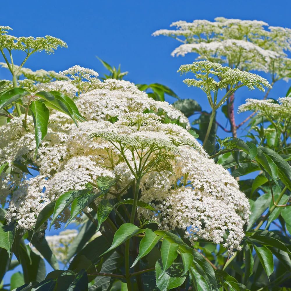 1 Elderberry Plant Live for Planting, American Elderberry Bush Live Plant Black Elderberries 6 to 12 Inc Tall