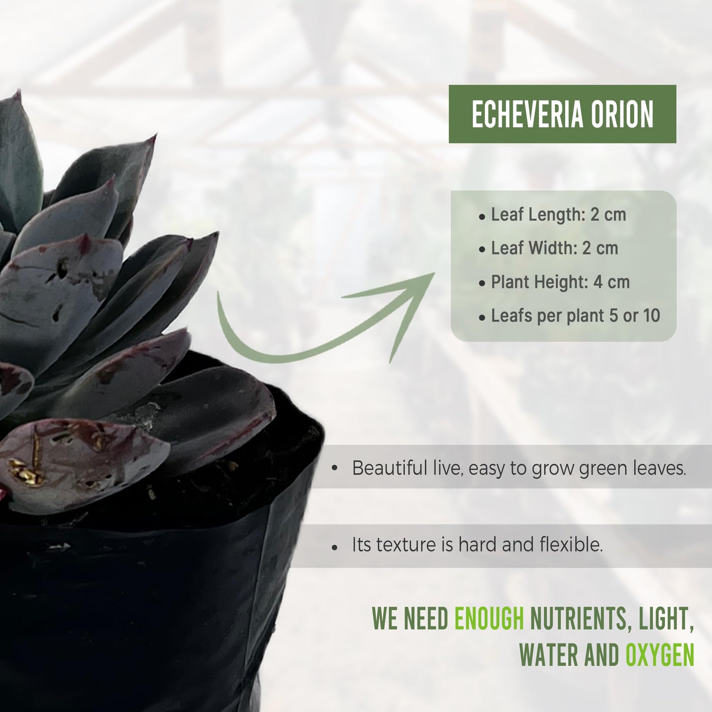 LEAL PLANTS ECUADOR Echeveria Orion (Pack of 2)| Echeveria Succulent Purple Pearl |Natural Décor Plant | Echeveria lilacina x E. pulidonis Evergreen Live Indoor Plant