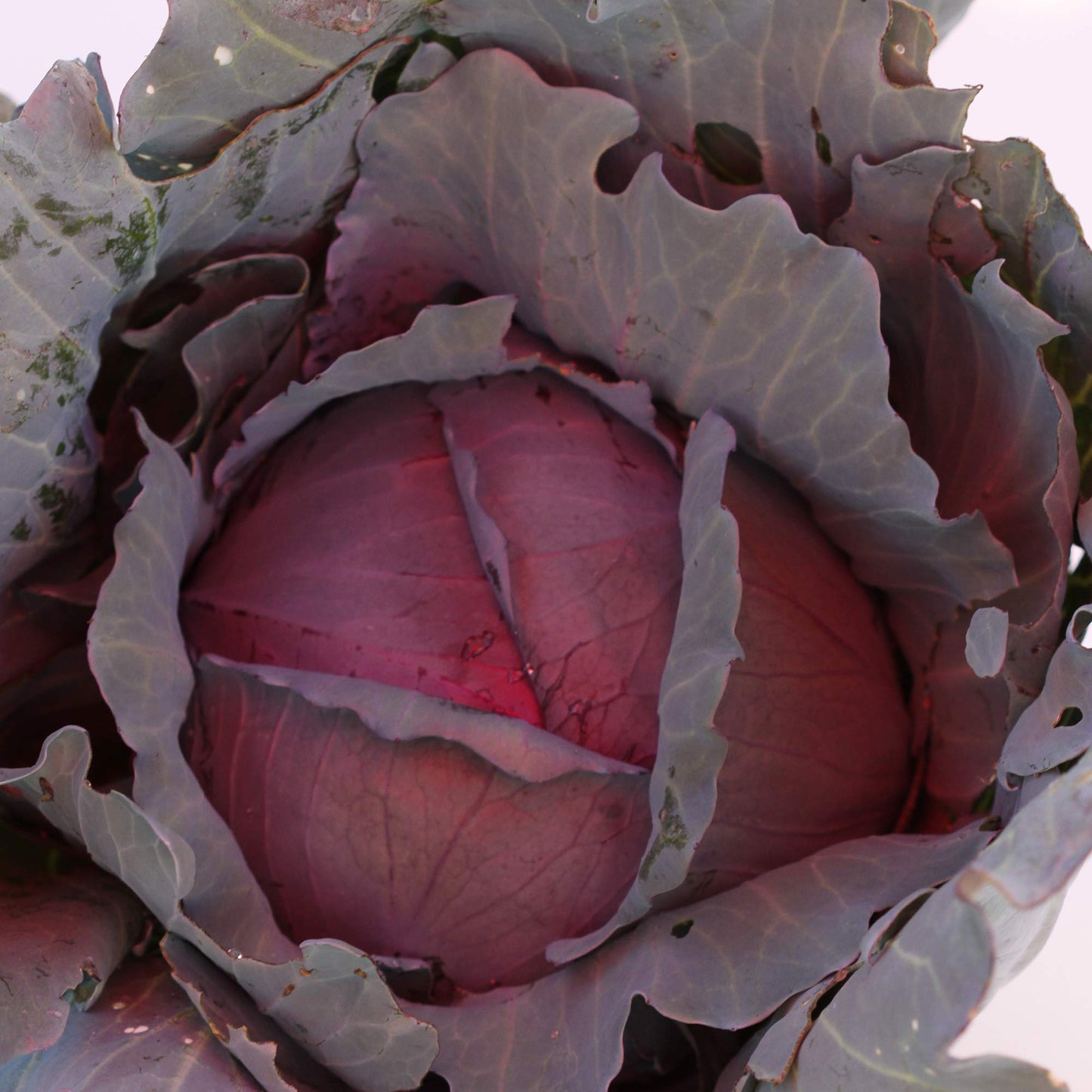 Organic Red Express Cabbage Seeds - 1 OZ ~6,500 Seeds - Non-GMO, Open Pollinated, Heirloom, Vegetable Gardening Seed