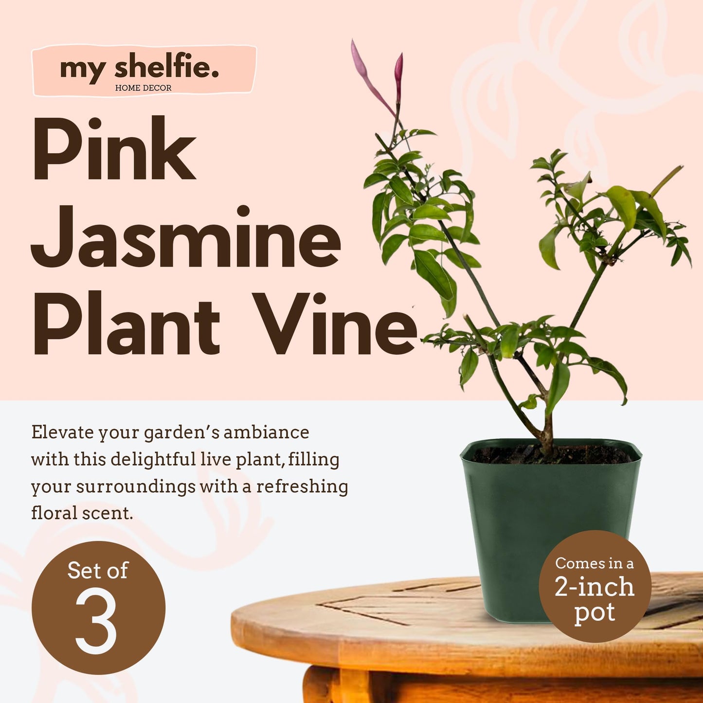 My Shelfie - Mini Pink Jasmine Plant Vine Starter in 2-Inch Pot, Live Plants Outdoor Setting, 3-5 Inches, Pet-Friendly, 1-Piece