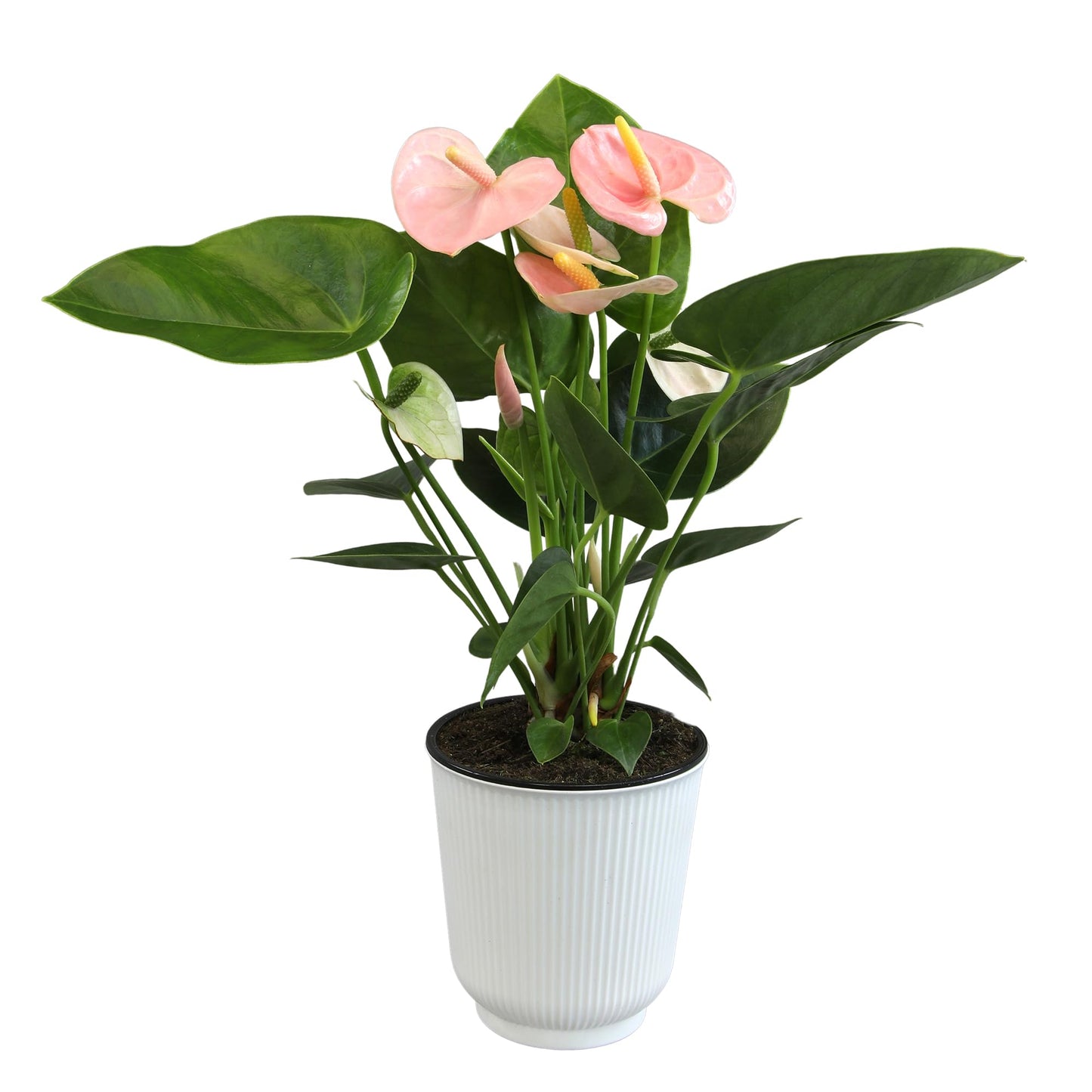 Pink Anthurium Live Plant Decor (Approx. 13-16" Tall), Real Flowers/House Plants in 4" White Plant Pot, Floral Office Plants, Air Purifying Plants & Cool Gifts for Plant Lovers by Plants for Pets