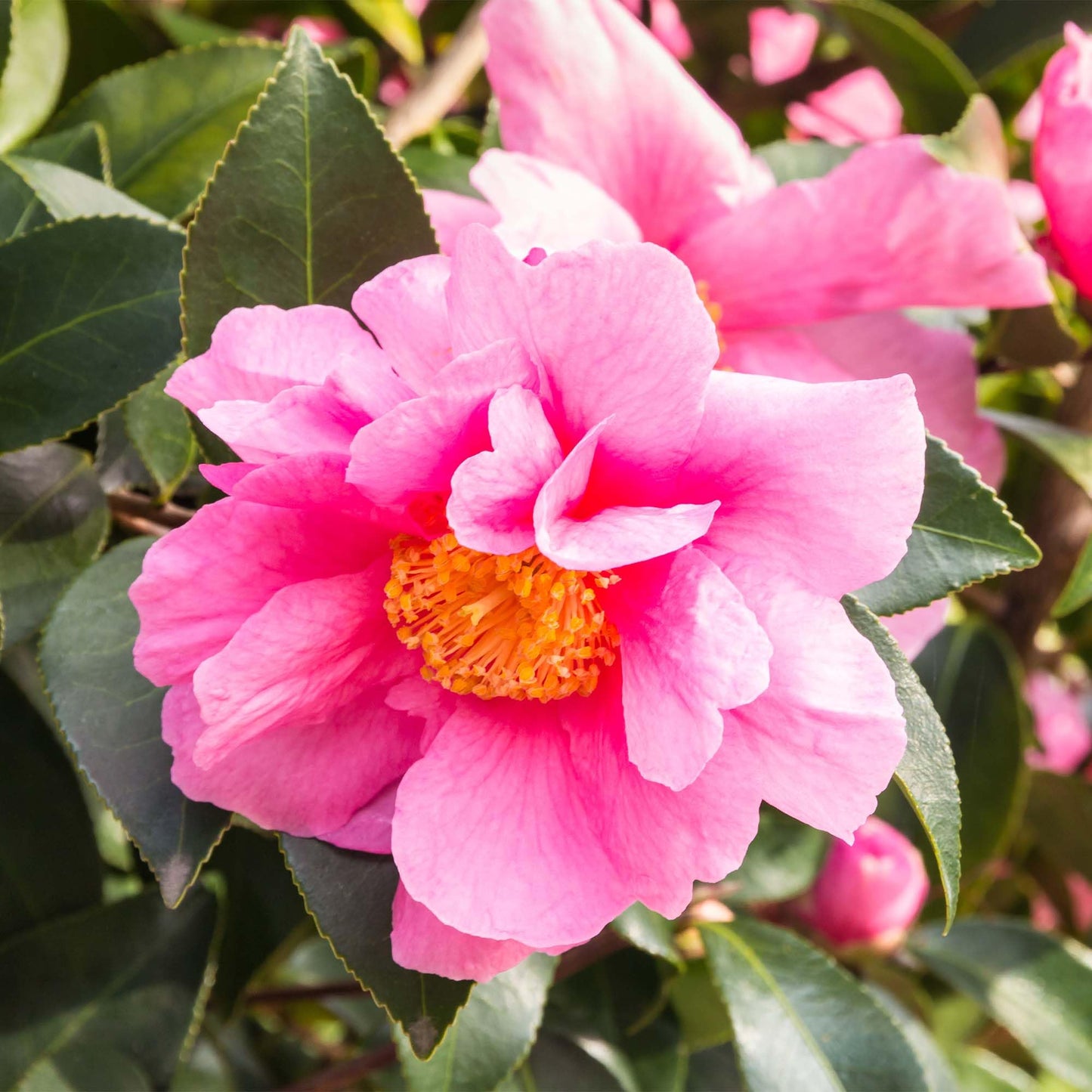 Perfect Plants Taylor's Perfection Japanese Camellia 3 Gallon Pot | Live Outdoor Flowering Shrub Plant for Garden Landscape | Pink Fall & Spring Flowers | Evergreen | Thrives in Zones 7-10